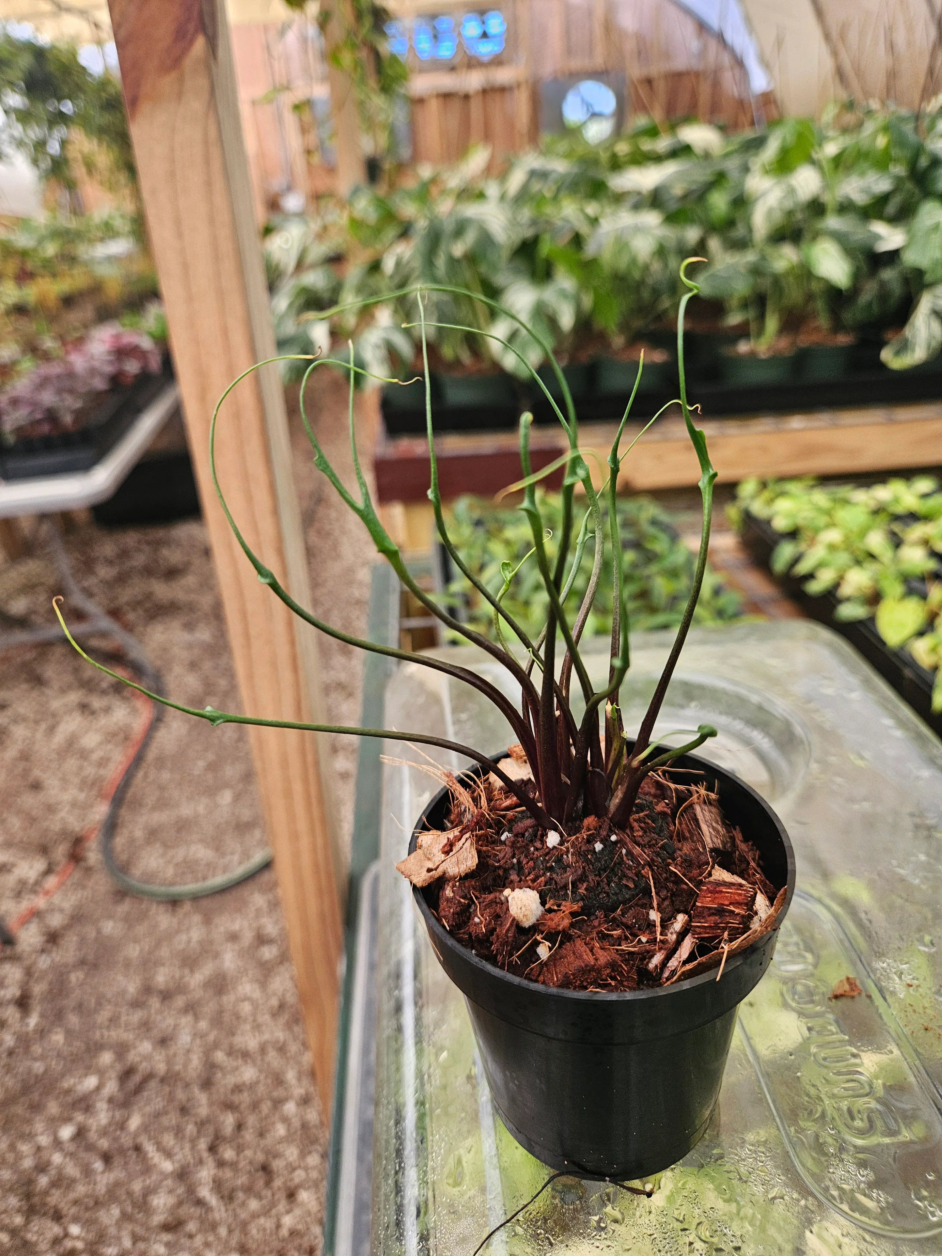 Alocasia Flying Squid - Image 3