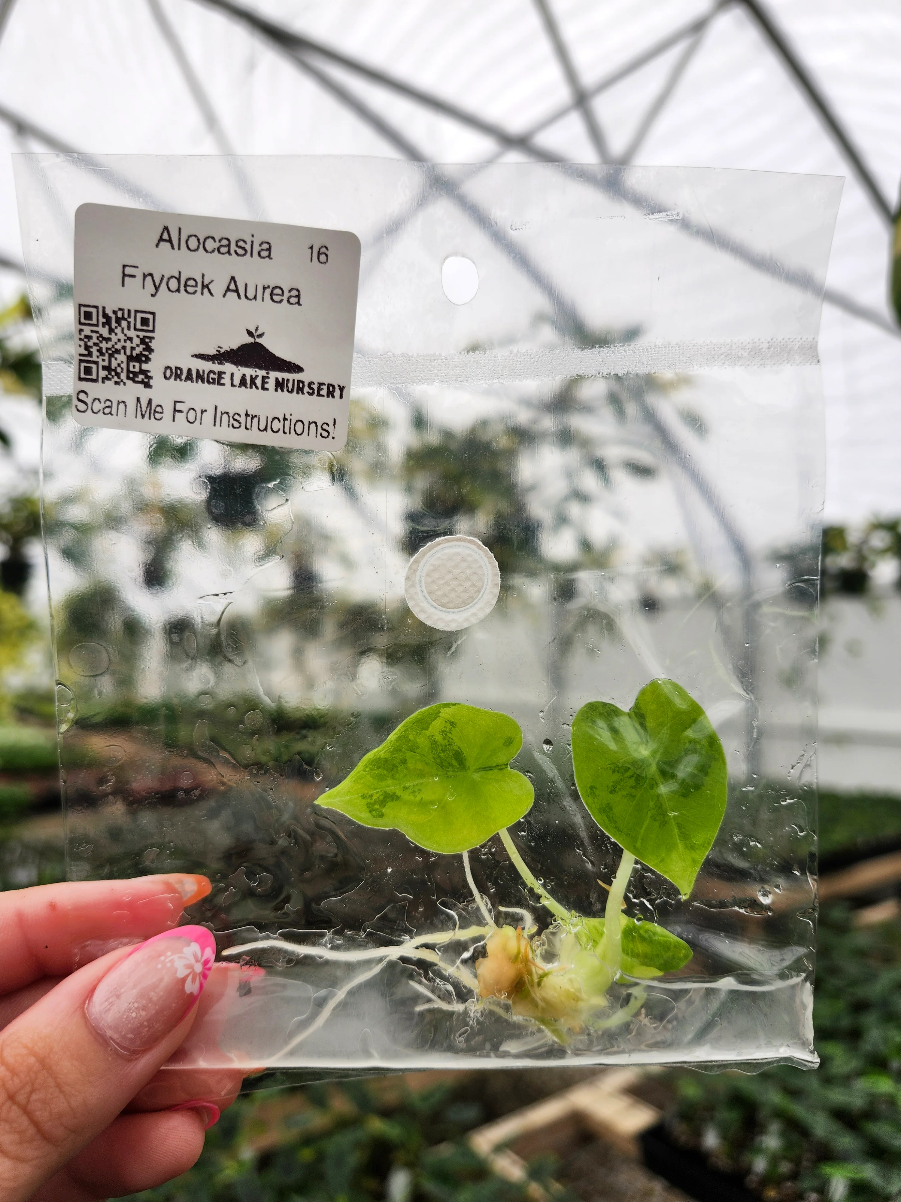 Alocasia Frydek Aurea Tissue Culture