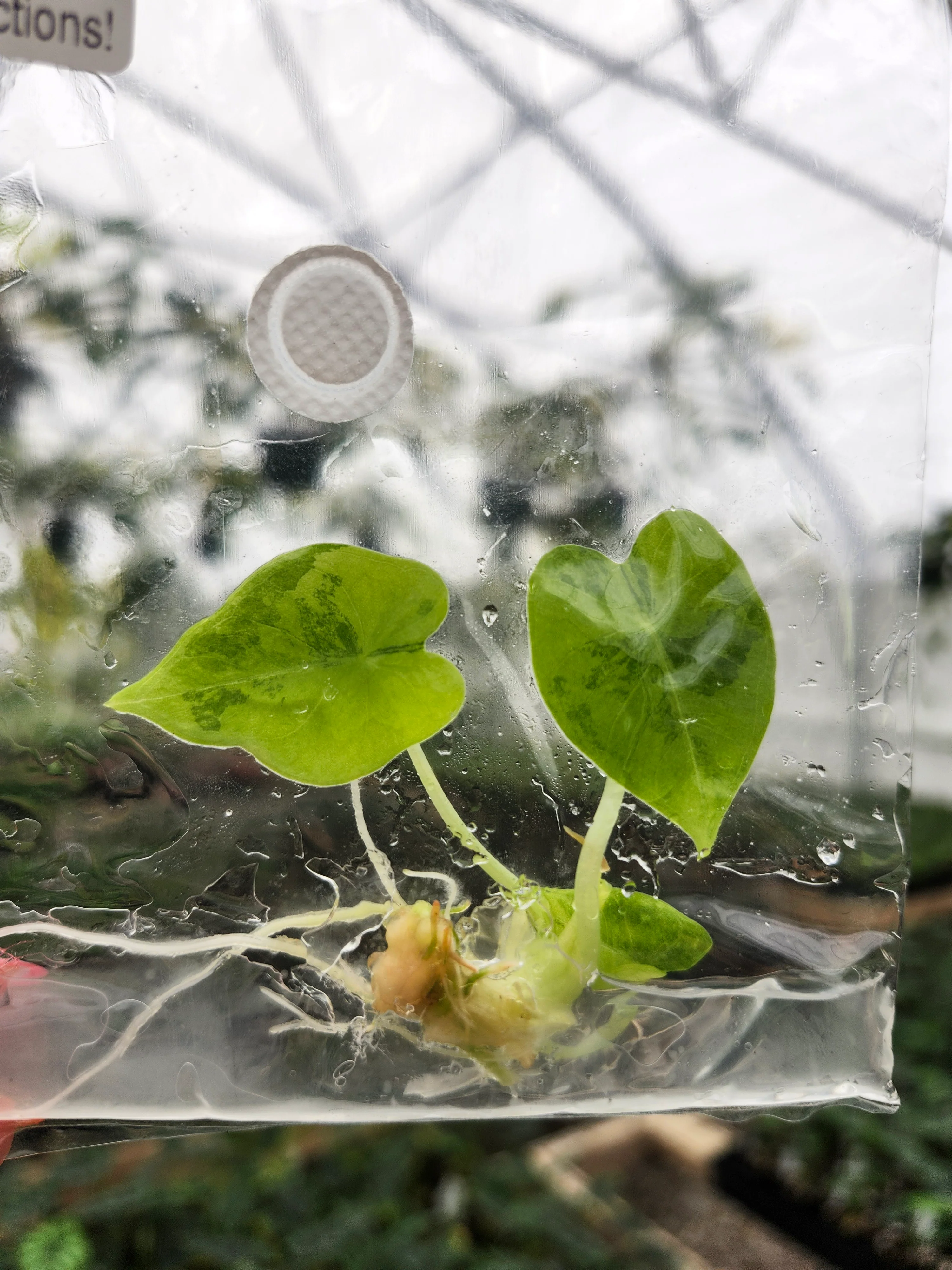 Alocasia Frydek Aurea Tissue Culture - Image 2