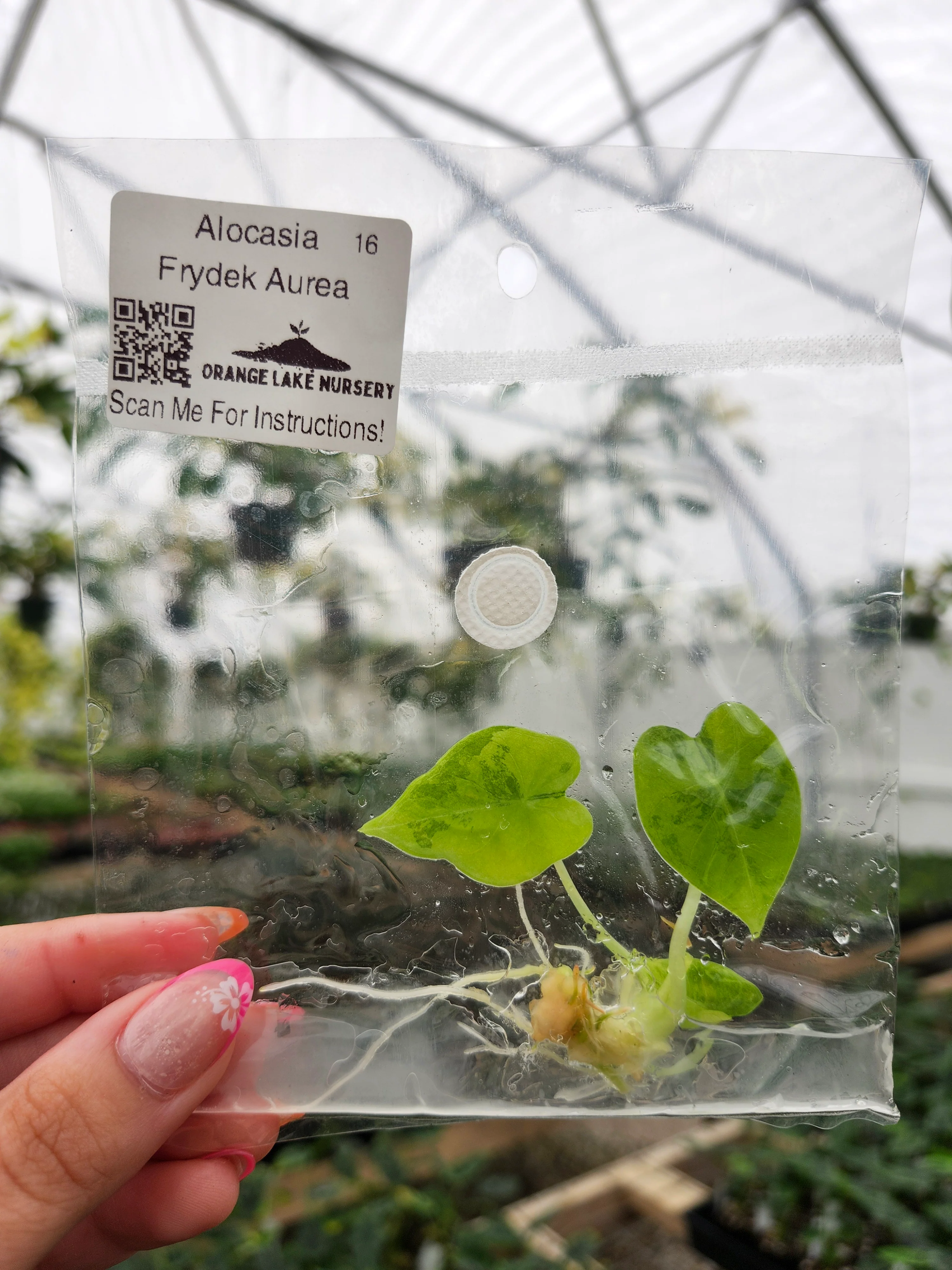 Alocasia Frydek Aurea Tissue Culture - Image 3