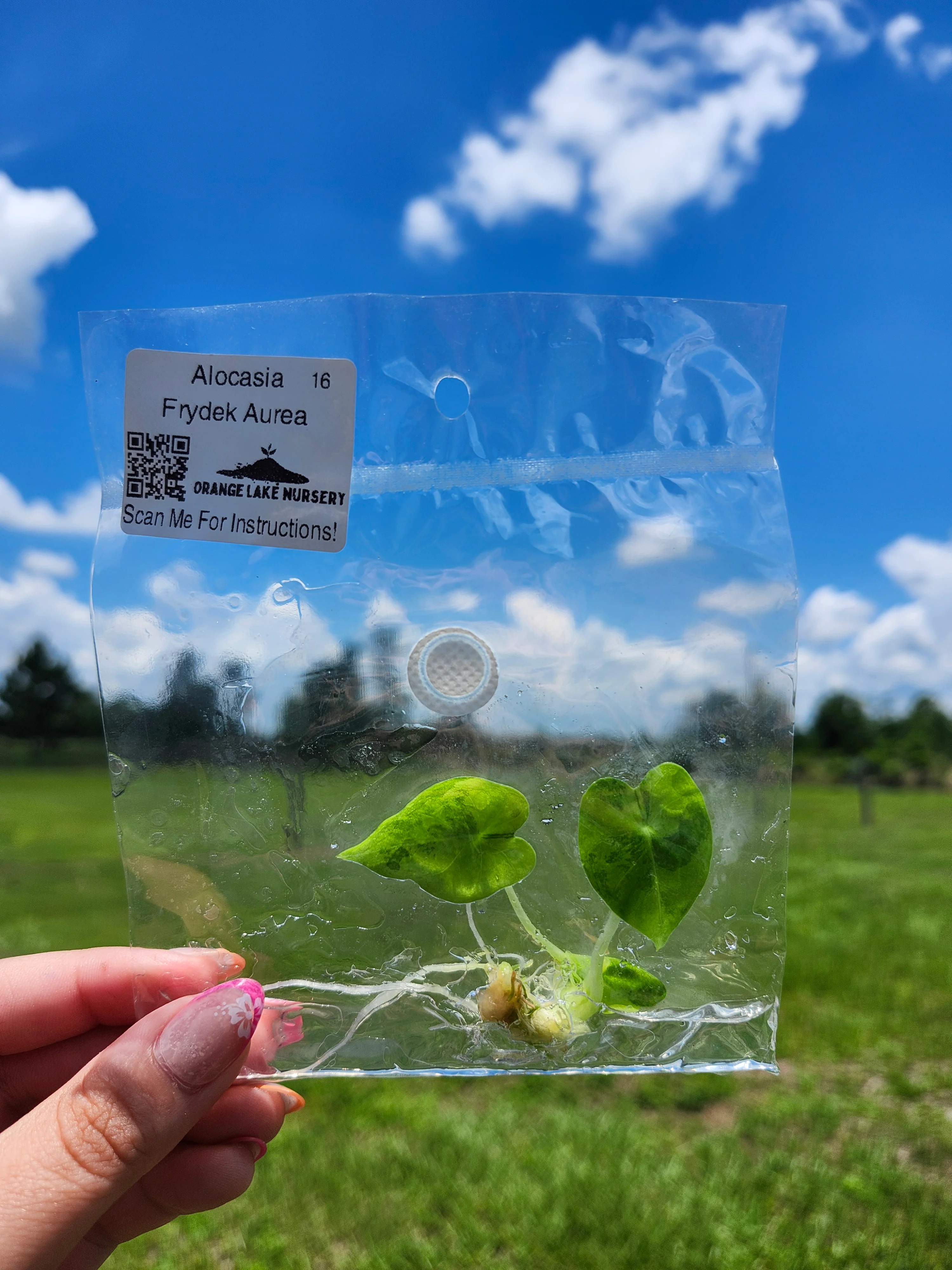 Alocasia Frydek Aurea Tissue Culture - Image 5