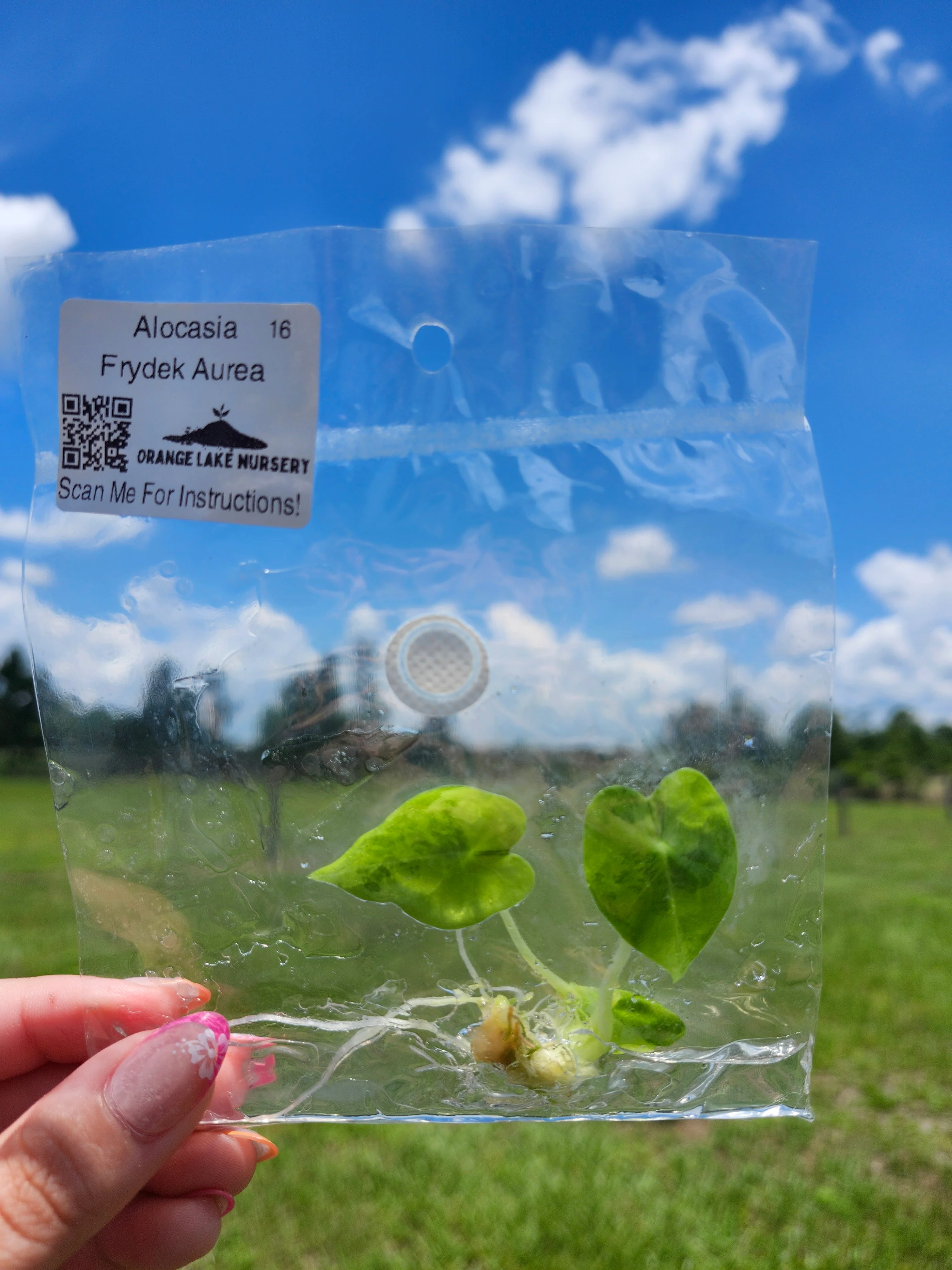 Alocasia Frydek Aurea Tissue Culture - Image 6