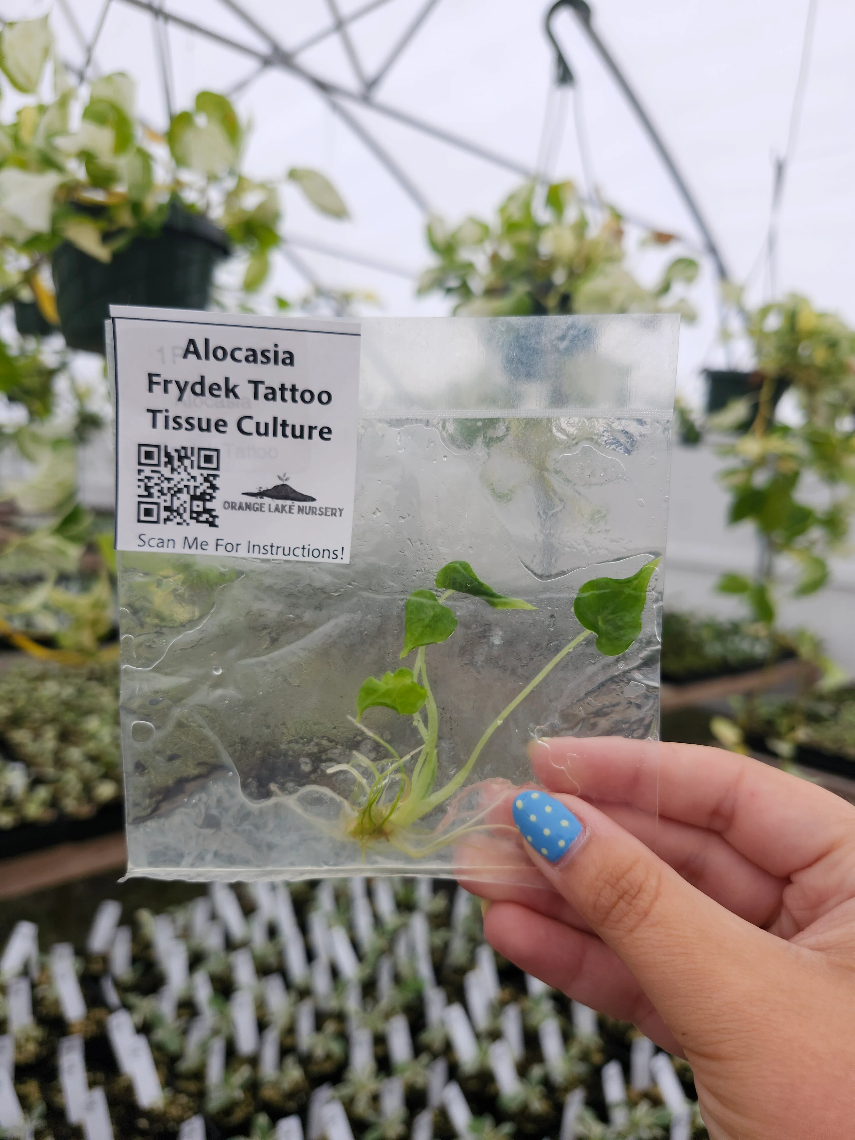 Alocasia Frydek Tattoo Tissue Culture - Image 3
