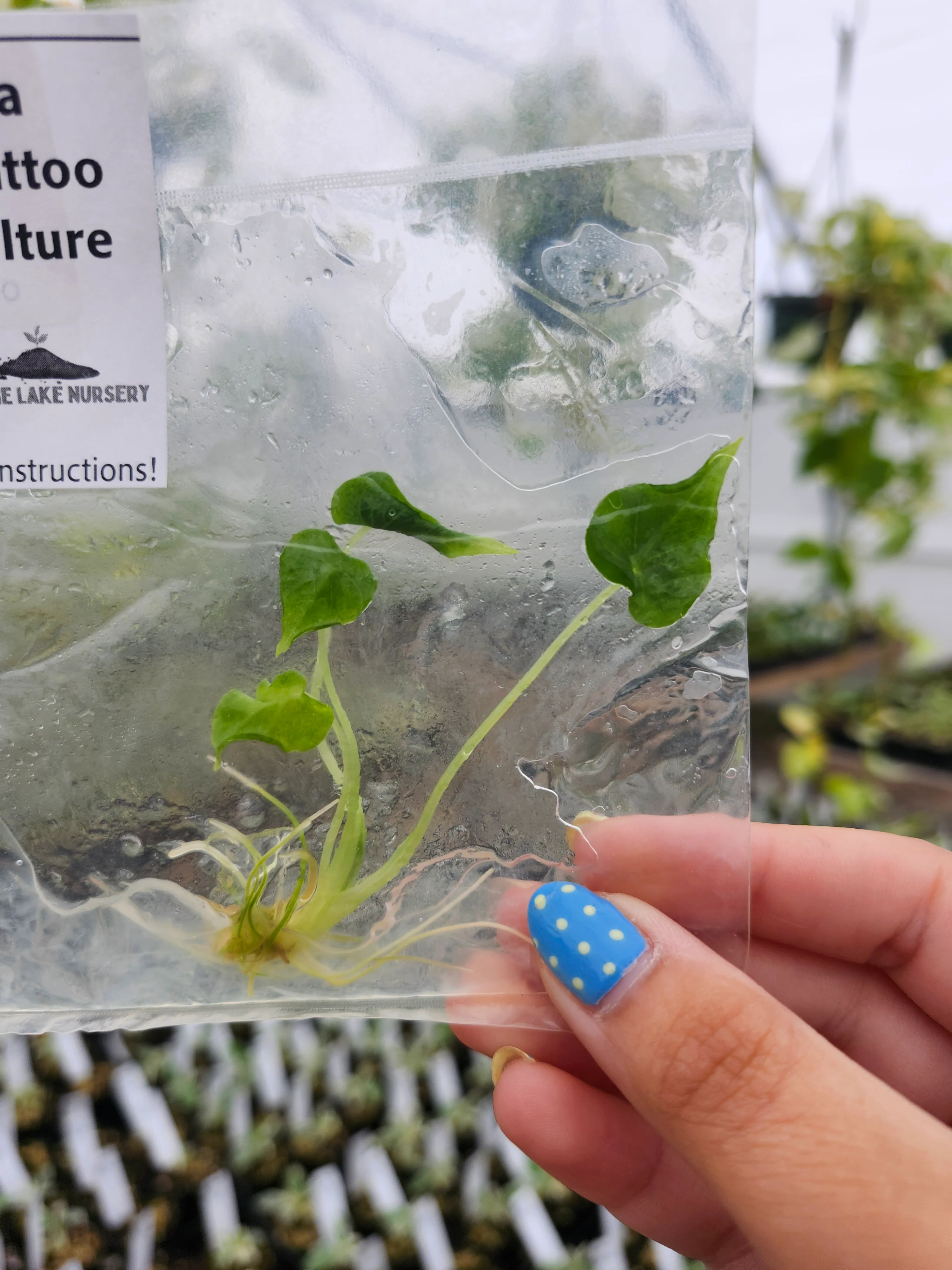 Alocasia Frydek Tattoo Tissue Culture - Image 4