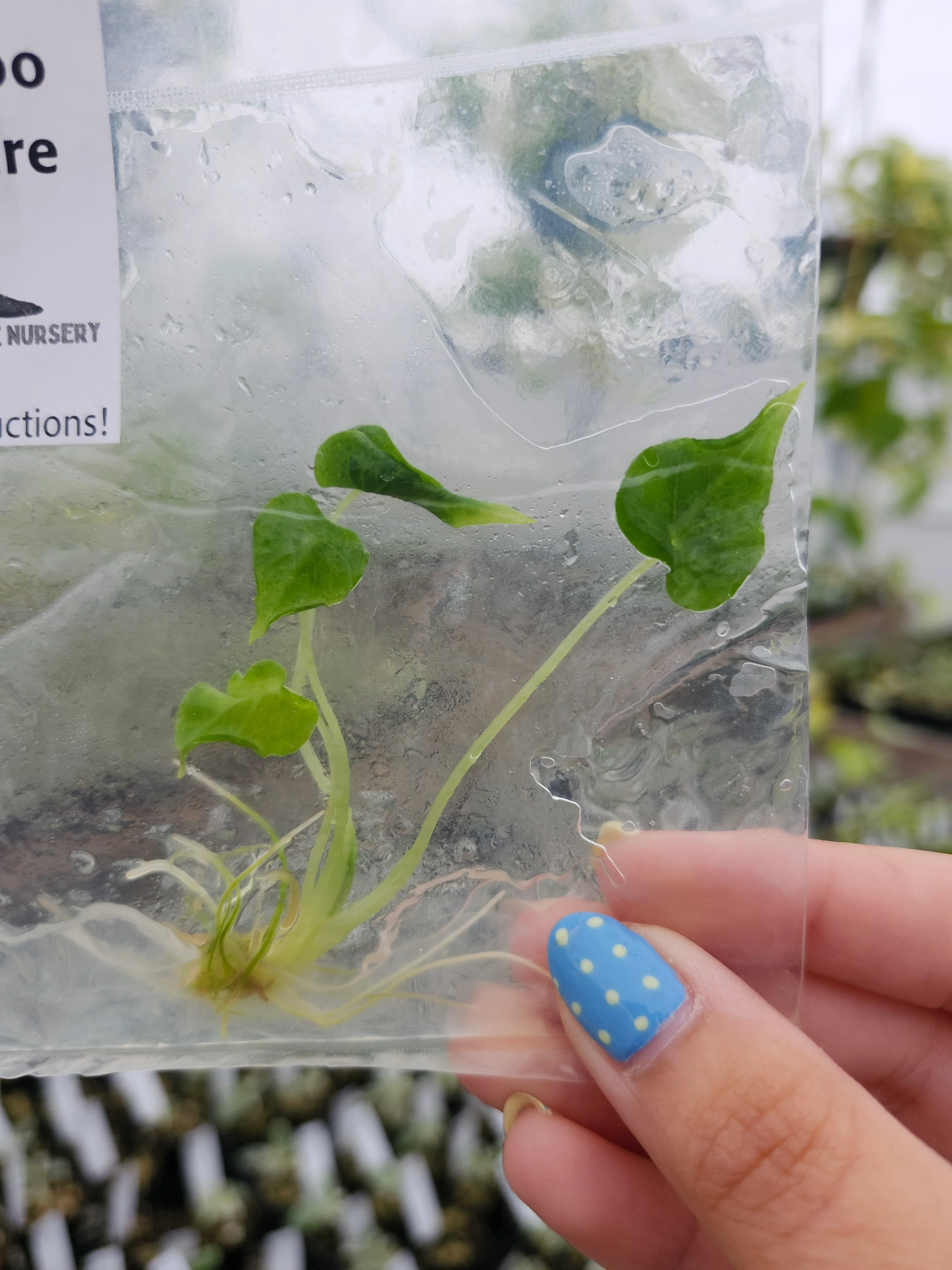 Alocasia Frydek Tattoo Tissue Culture - Image 5