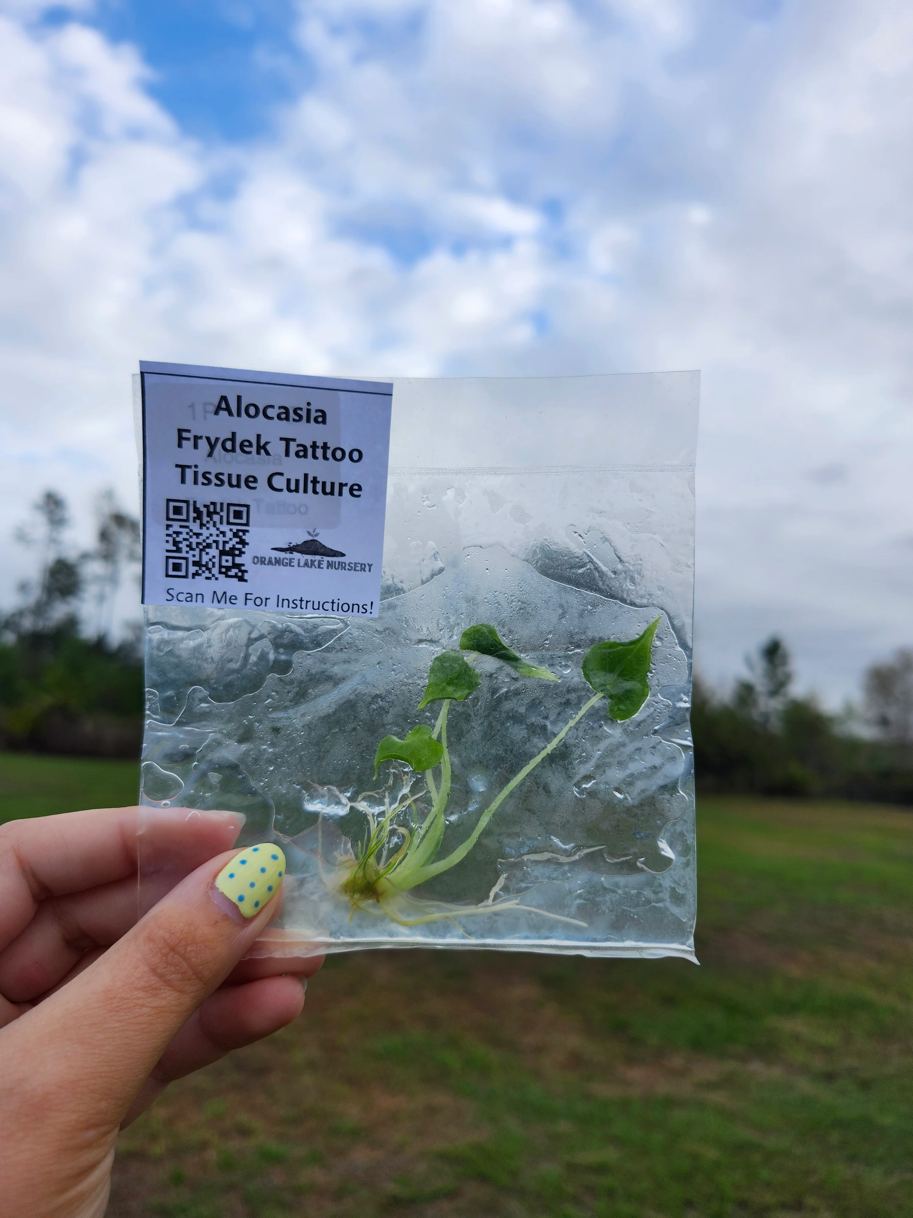 Alocasia Frydek Tattoo Tissue Culture - Image 6