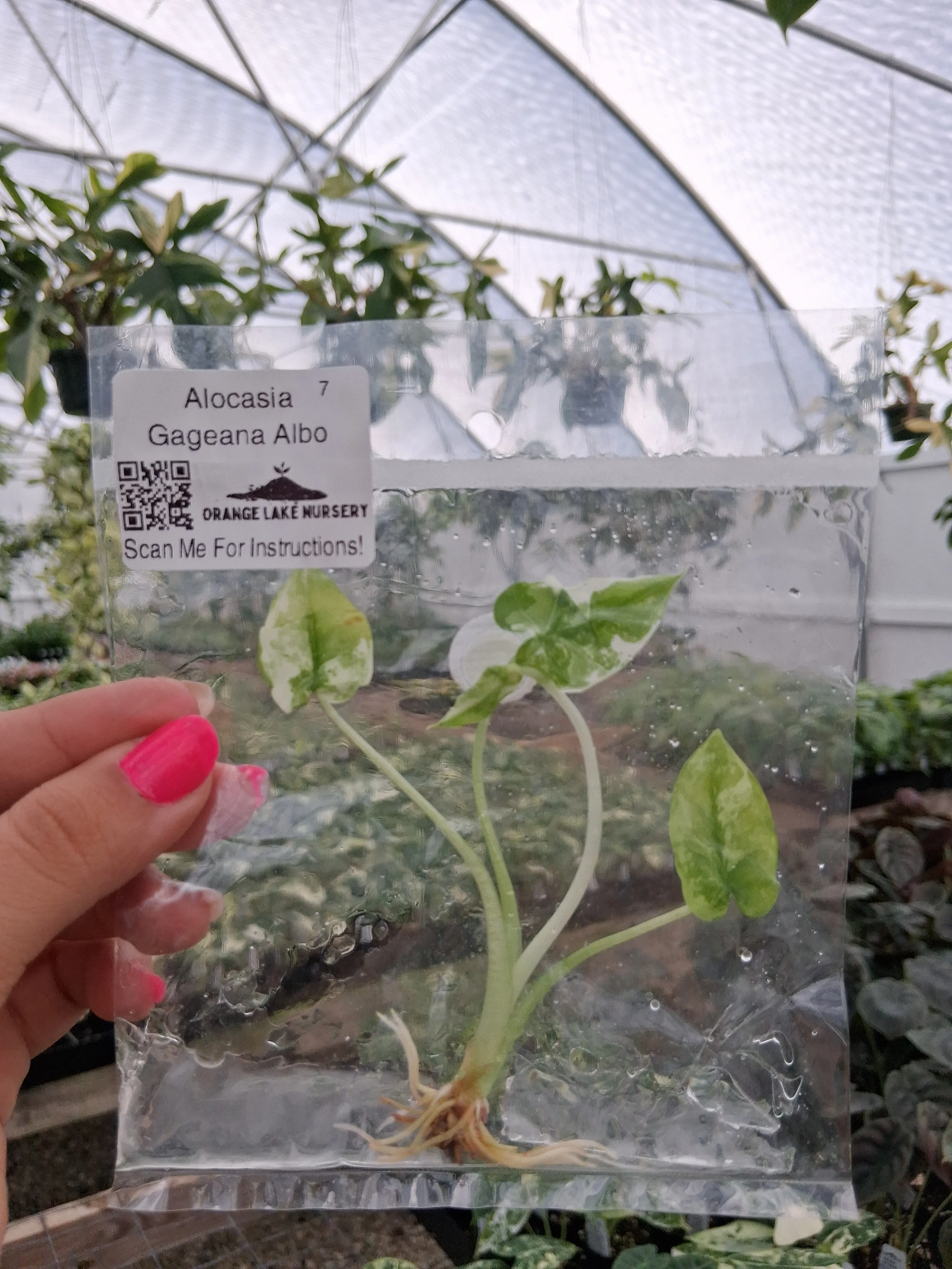 Alocasia Gageana Albo Tissue Culture