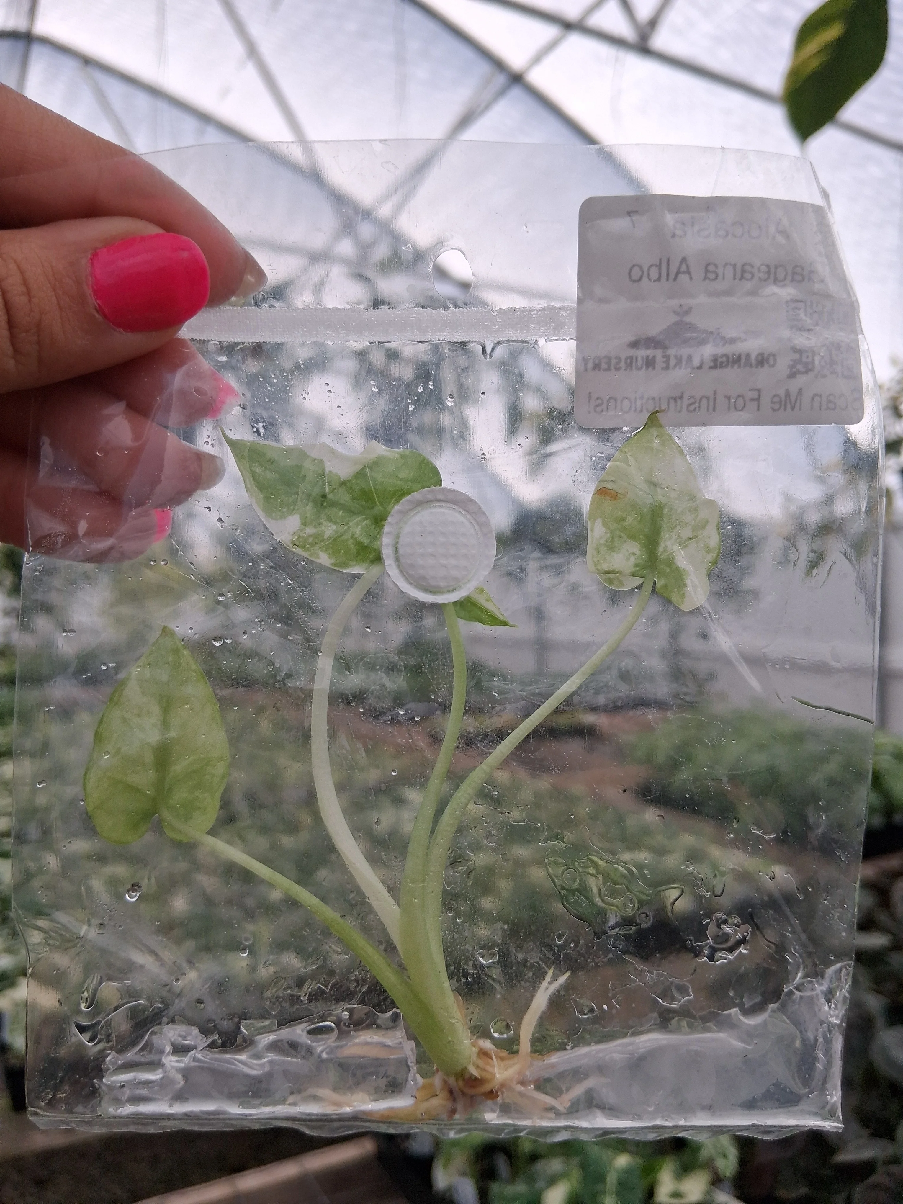 Alocasia Gageana Albo Tissue Culture - Image 3
