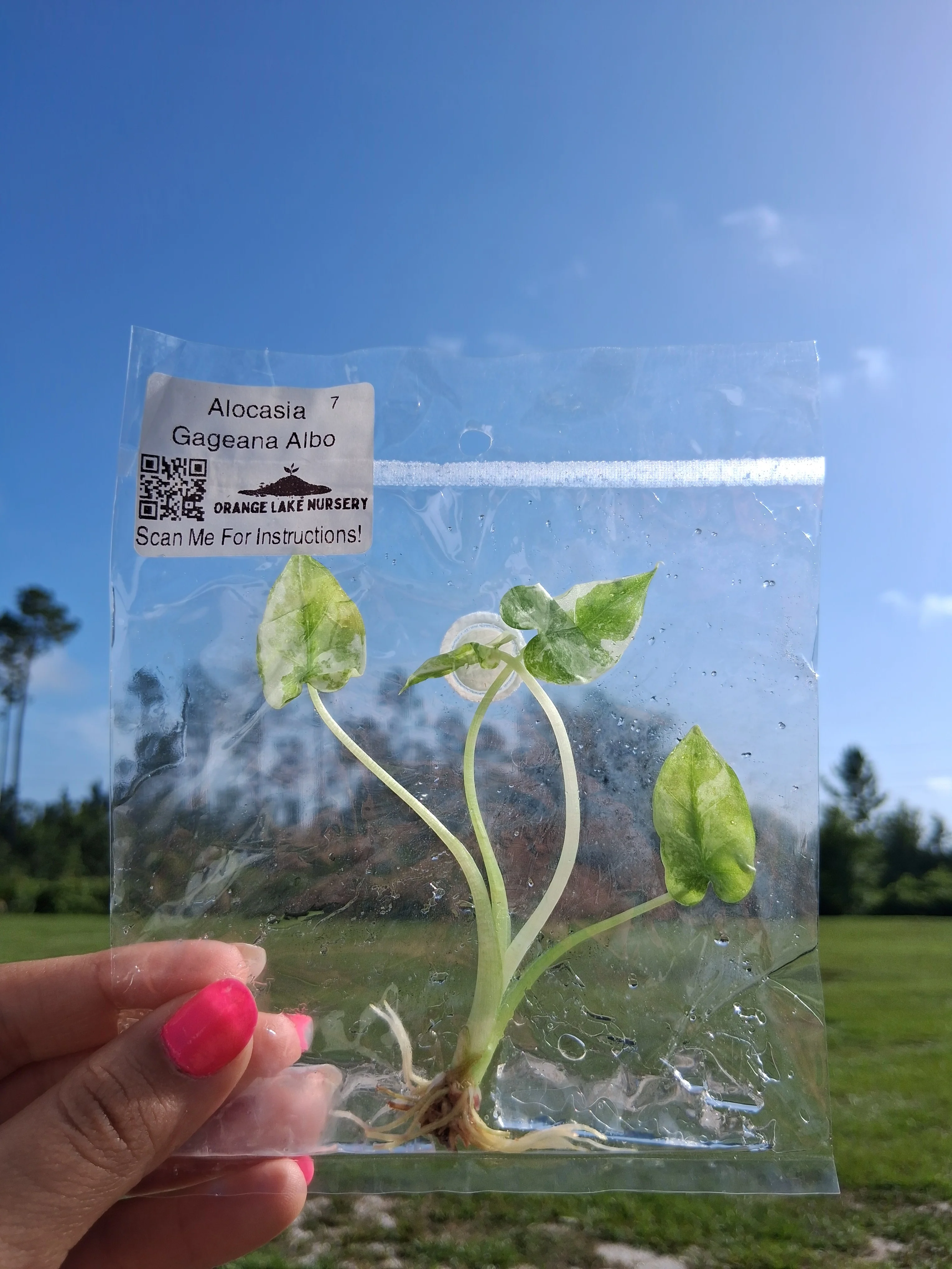 Alocasia Gageana Albo Tissue Culture - Image 4