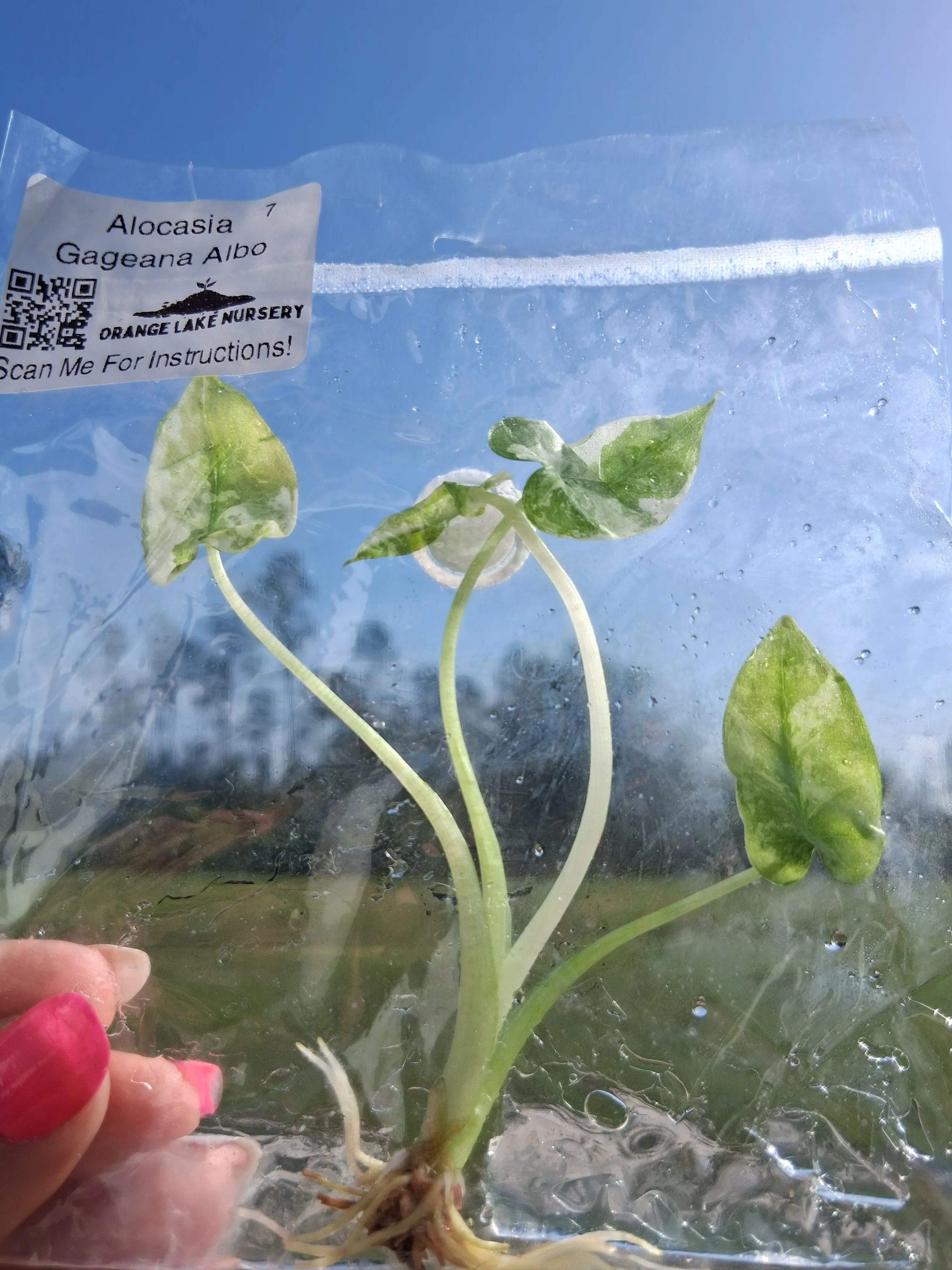 Alocasia Gageana Albo Tissue Culture - Image 5
