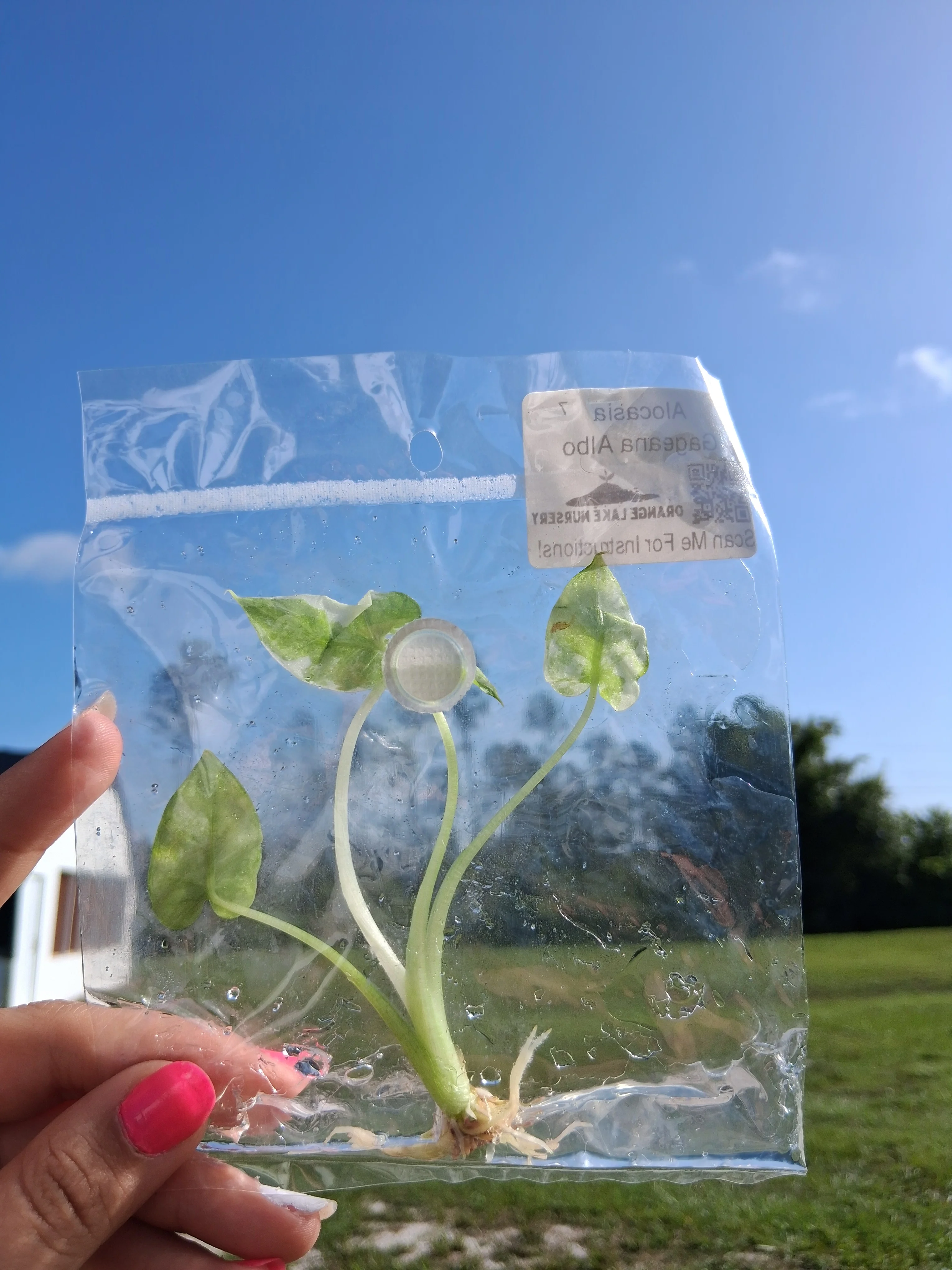 Alocasia Gageana Albo Tissue Culture - Image 6