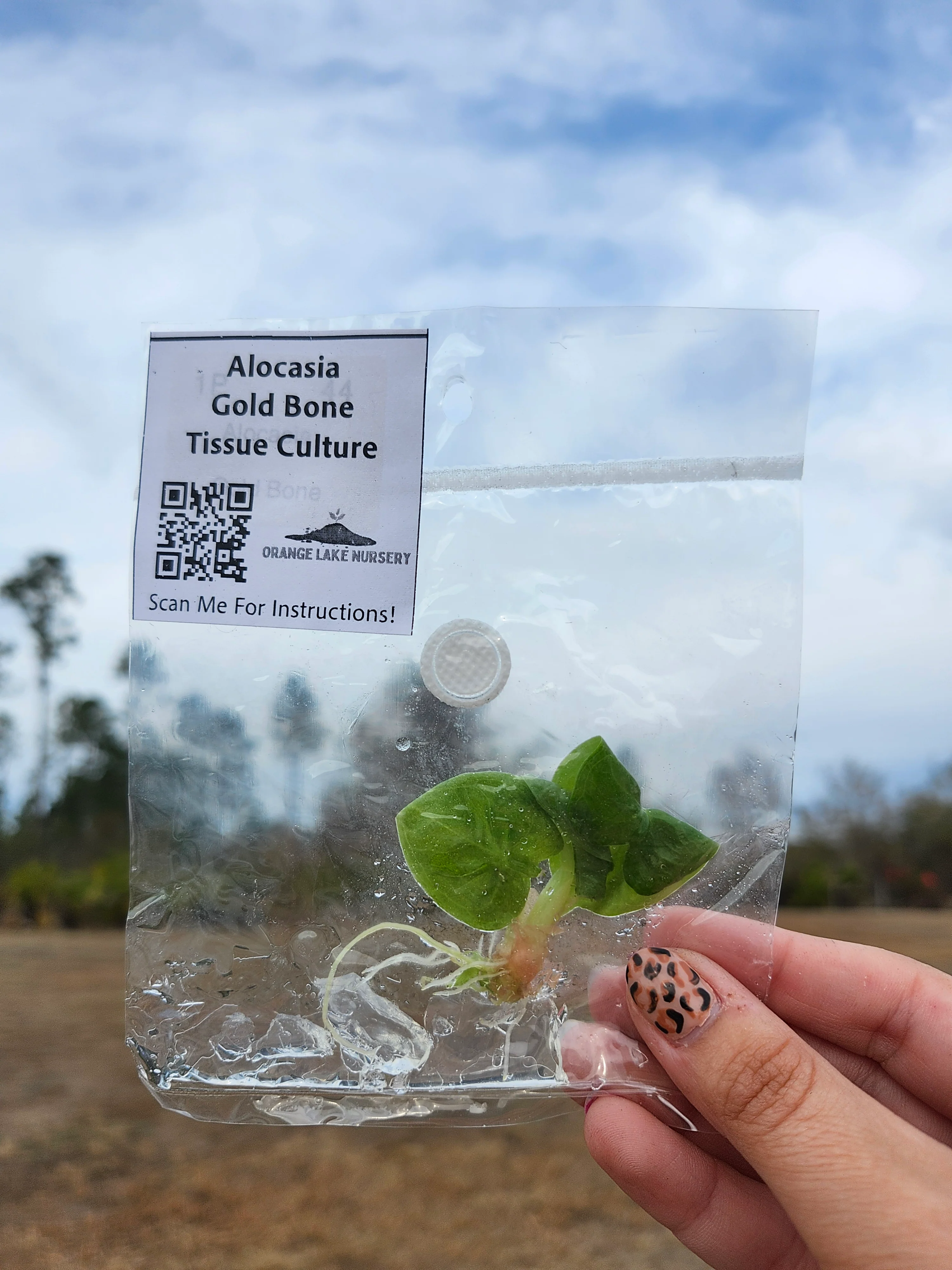Alocasia Gold Bone Tissue Culture - Image 2