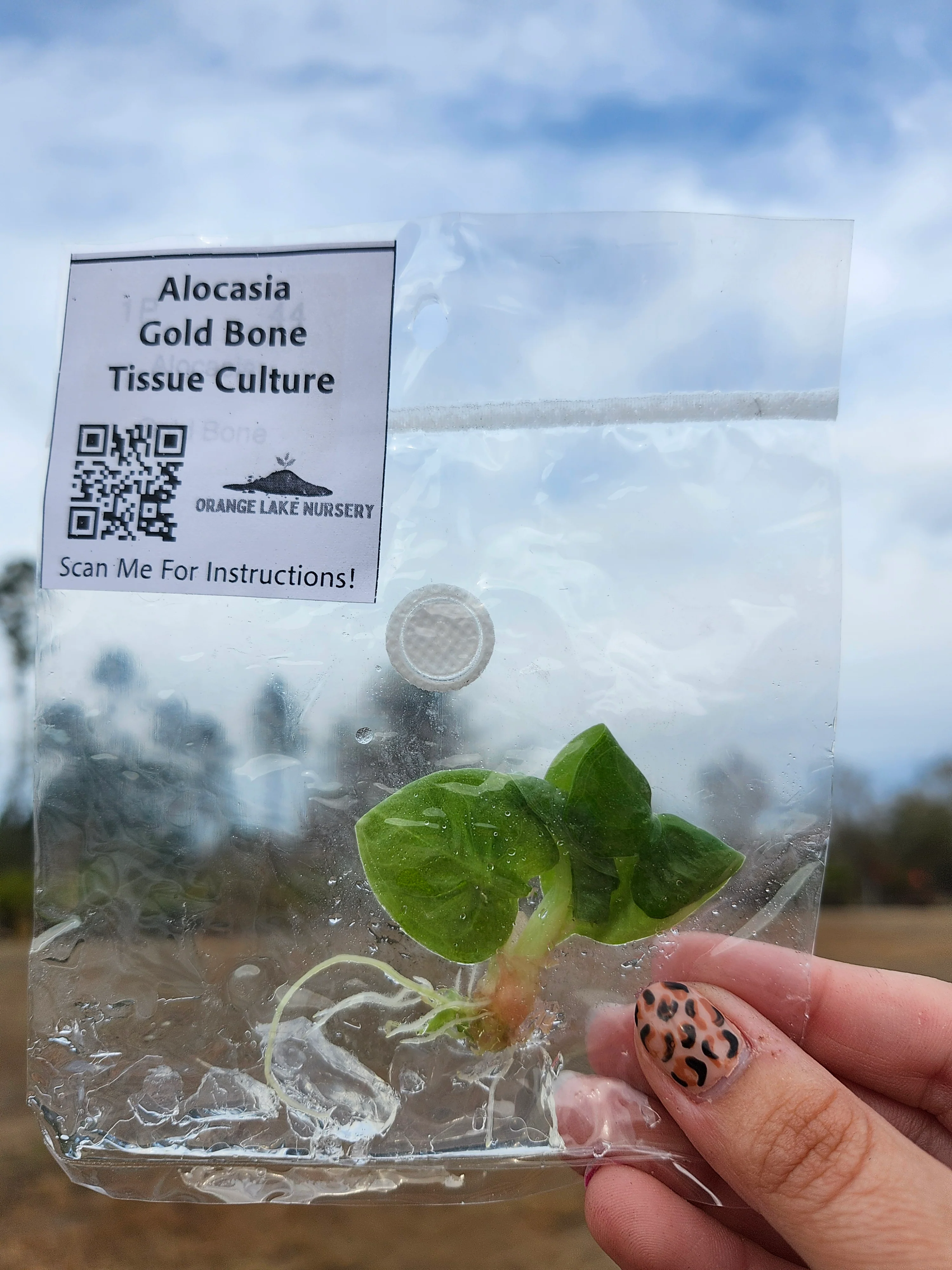Alocasia Gold Bone Tissue Culture - Image 3