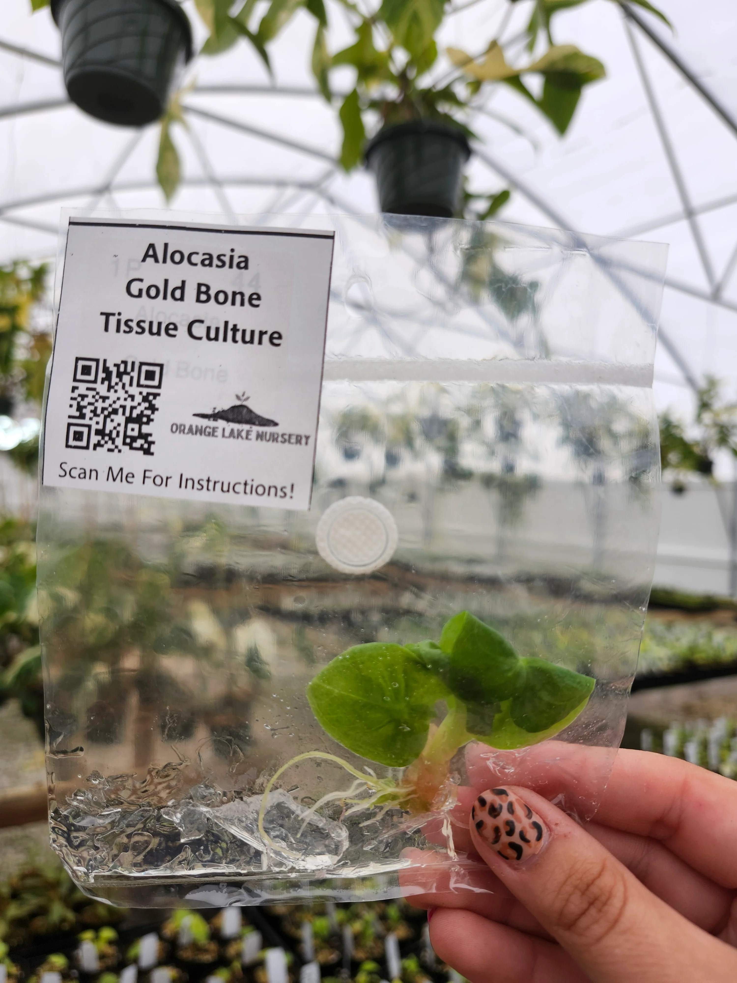 Alocasia Gold Bone Tissue Culture - Image 4