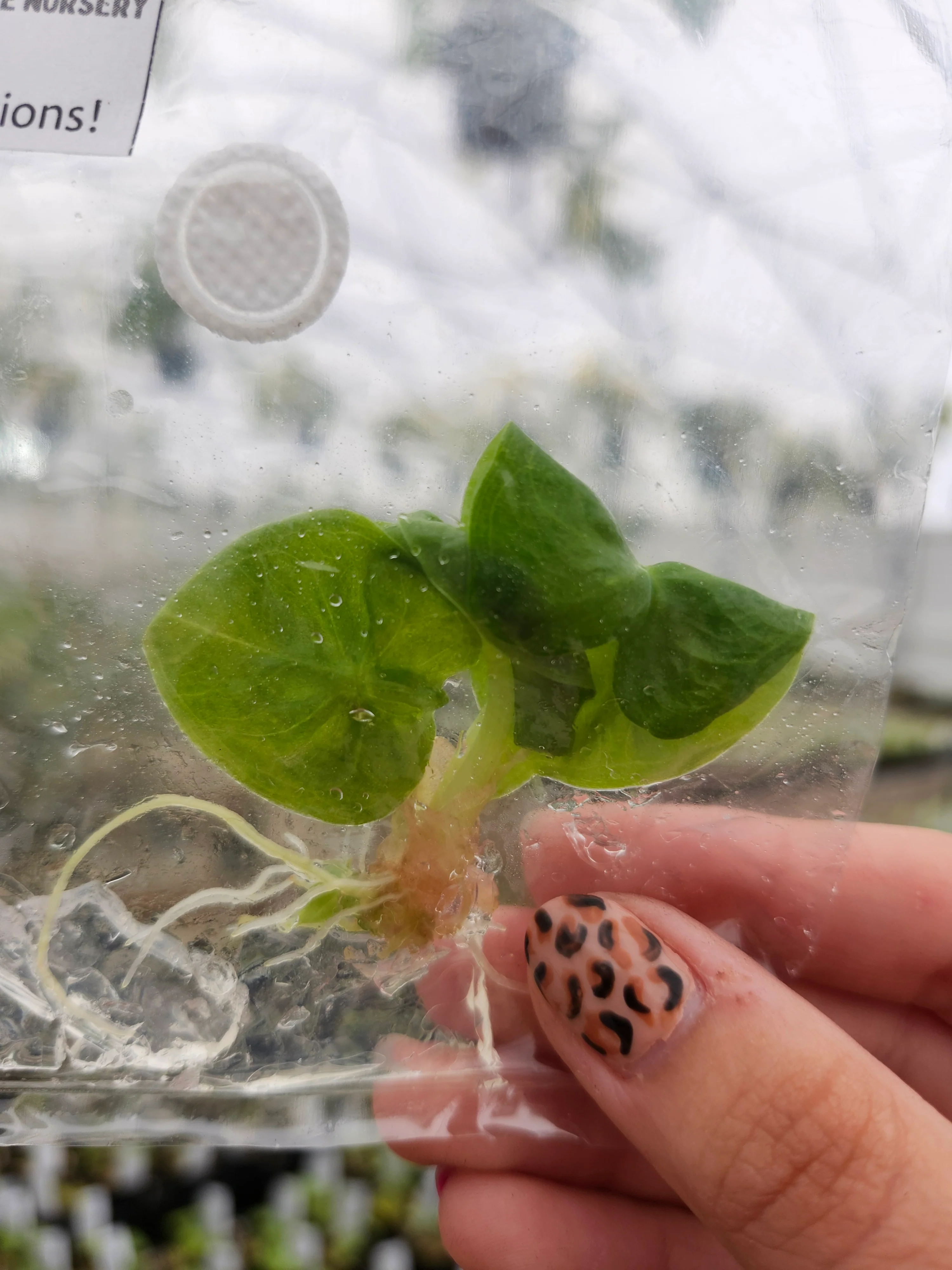 Alocasia Gold Bone Tissue Culture - Image 5