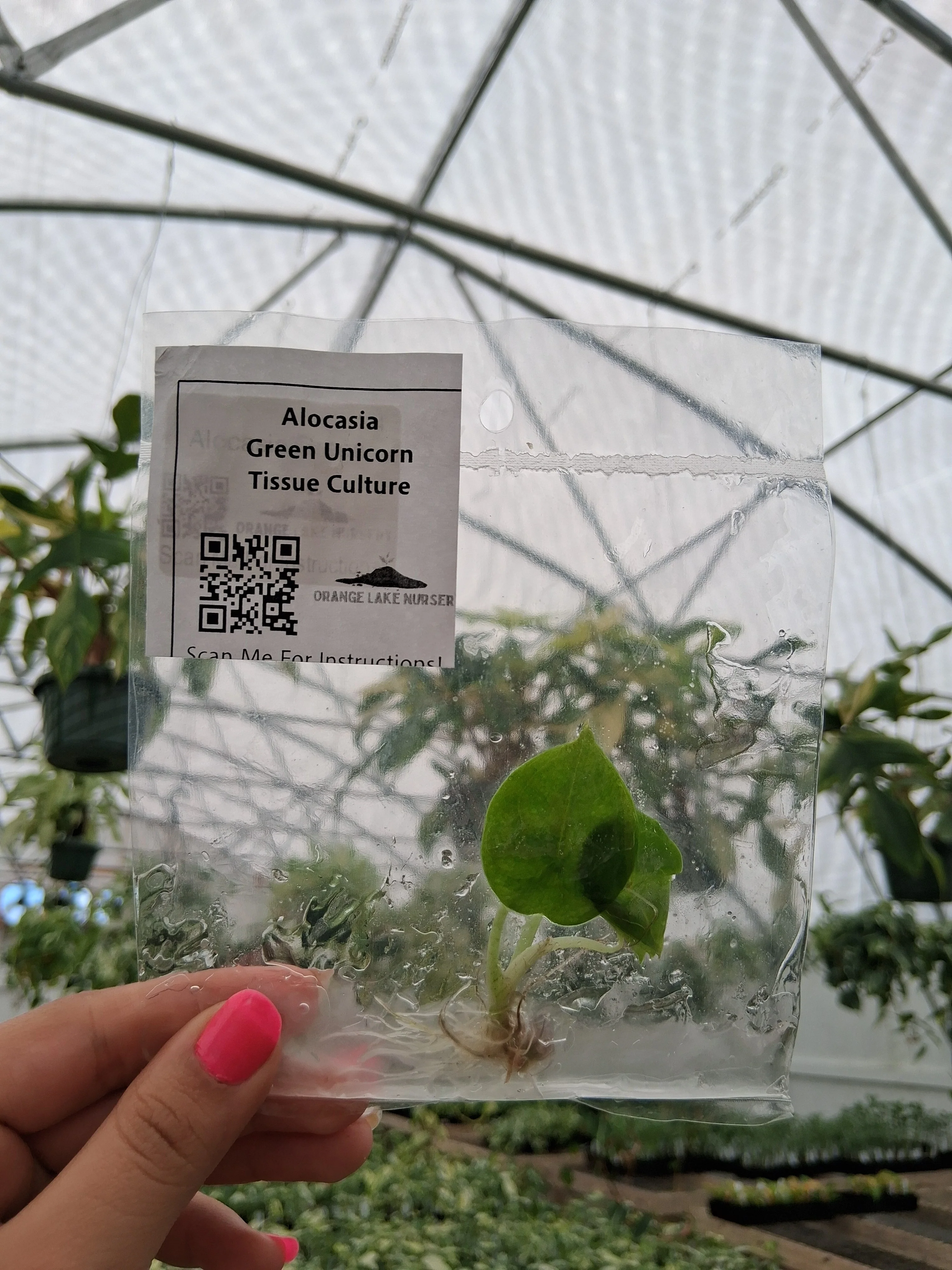 Alocasia Green Unicorn Tissue Culture