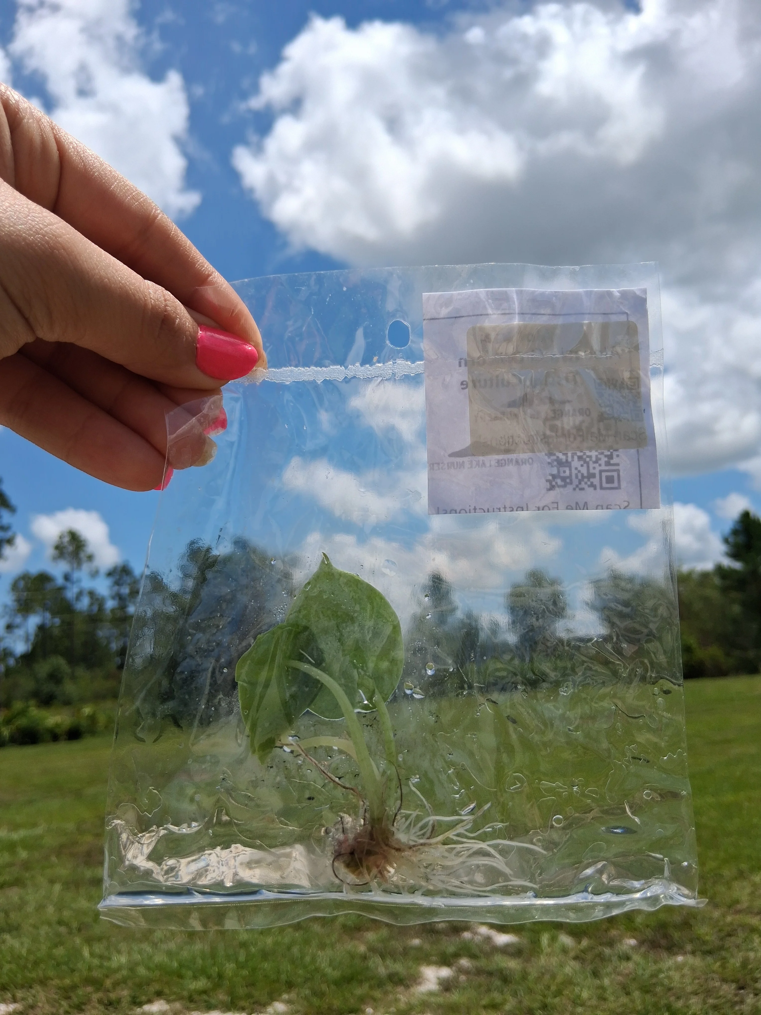 Alocasia Green Unicorn Tissue Culture - Image 5