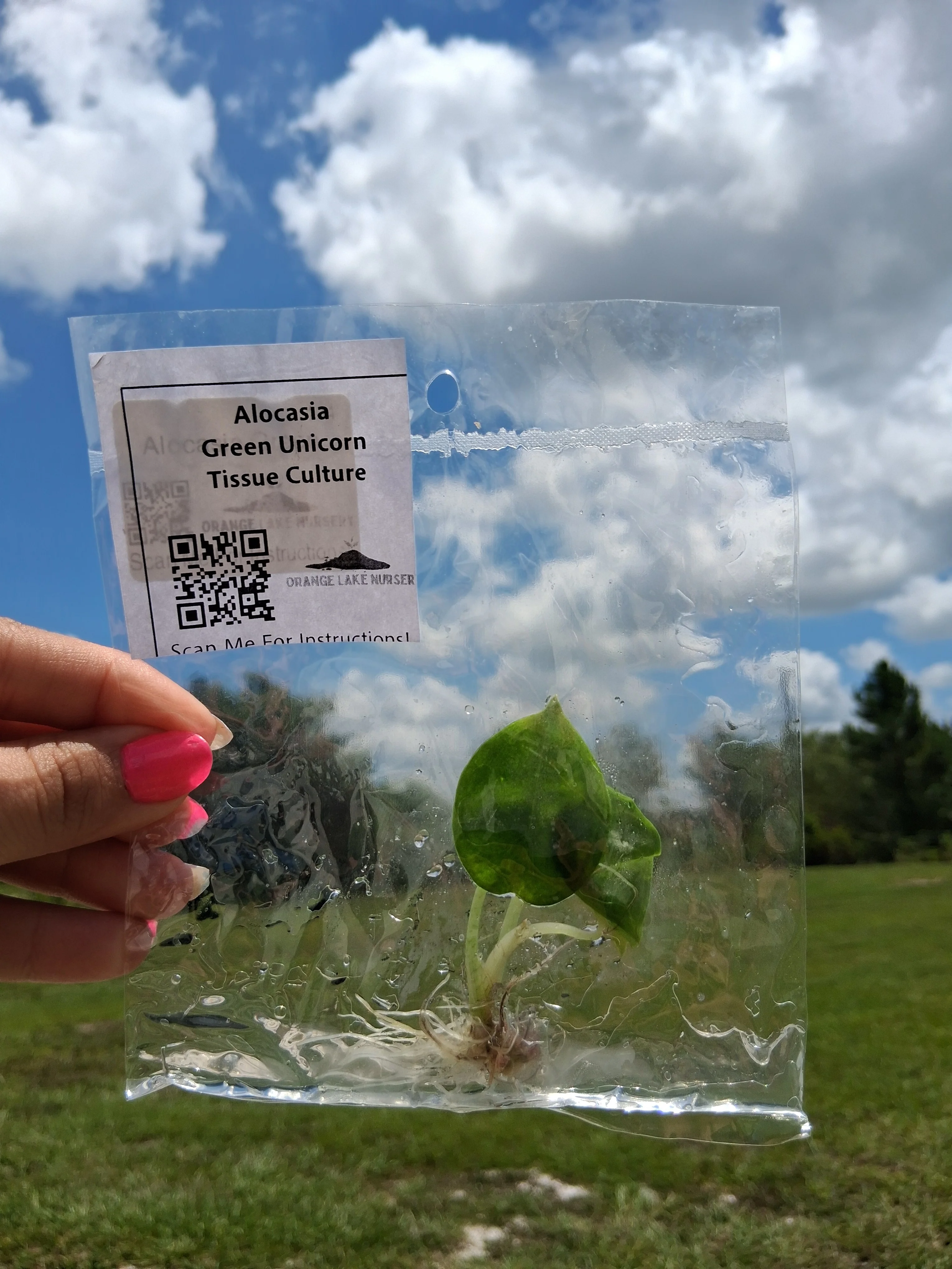 Alocasia Green Unicorn Tissue Culture - Image 6