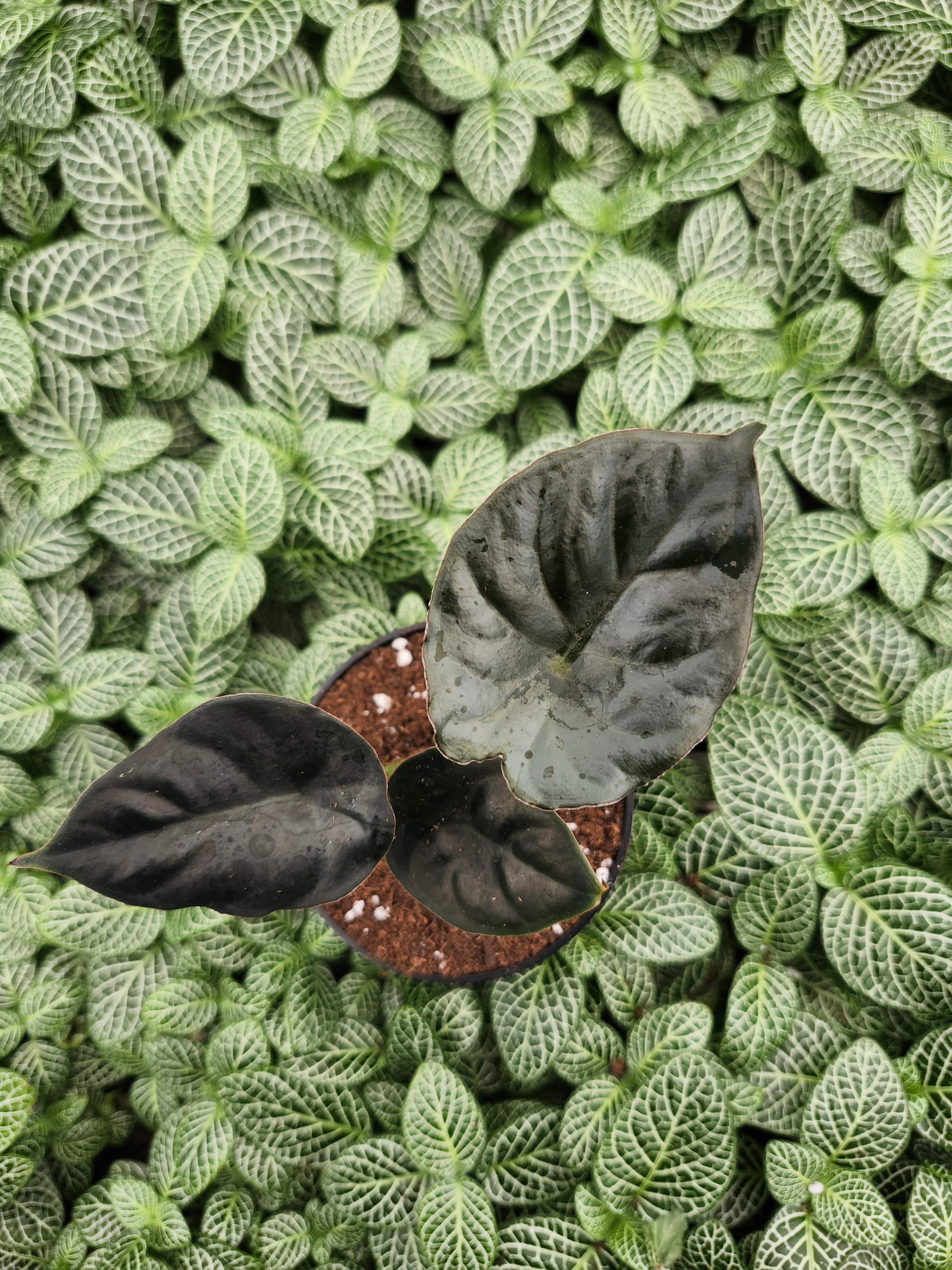 Alocasia Infernalis 'Kapit' - Image 4