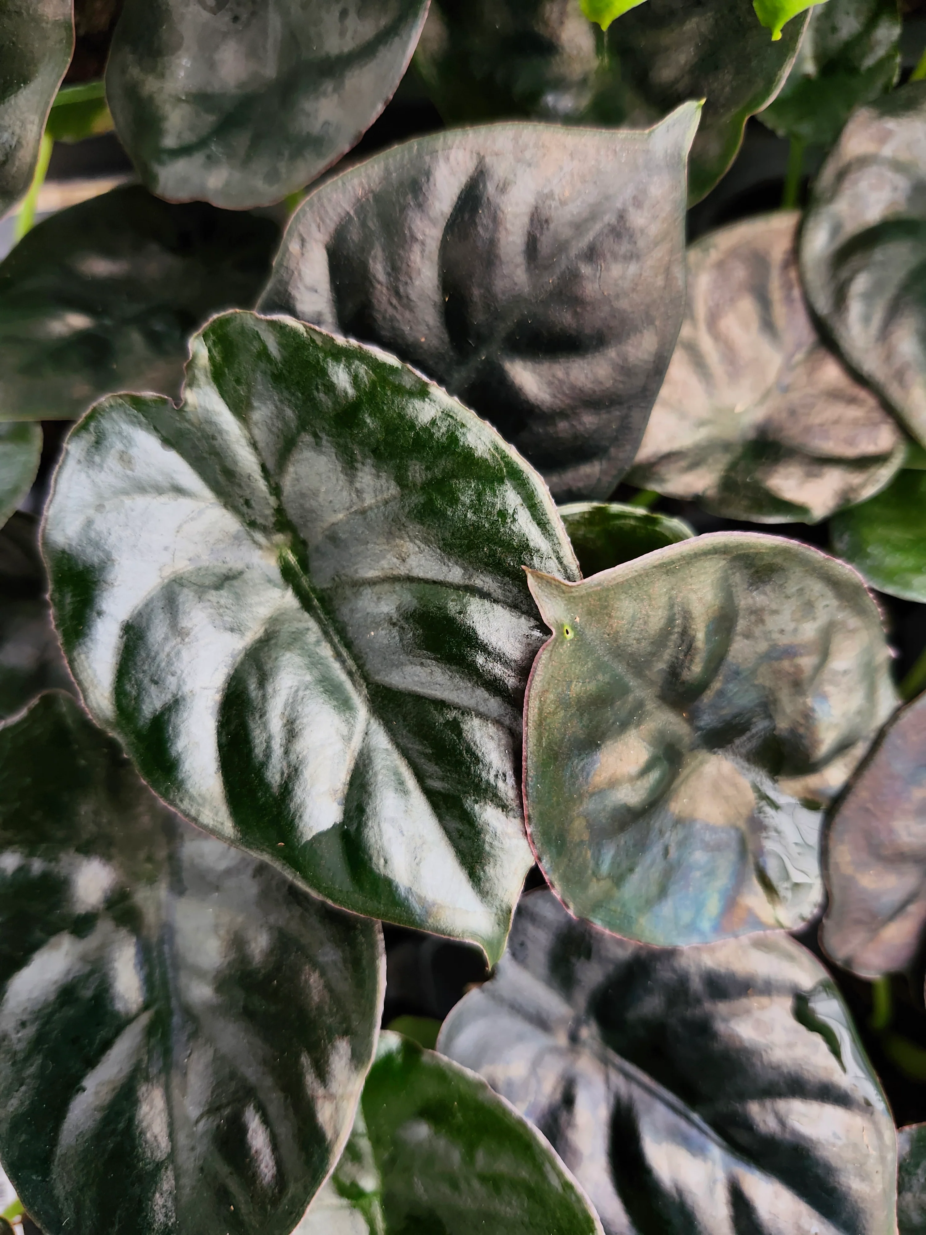 Alocasia Infernalis 'Kapit' - Image 5
