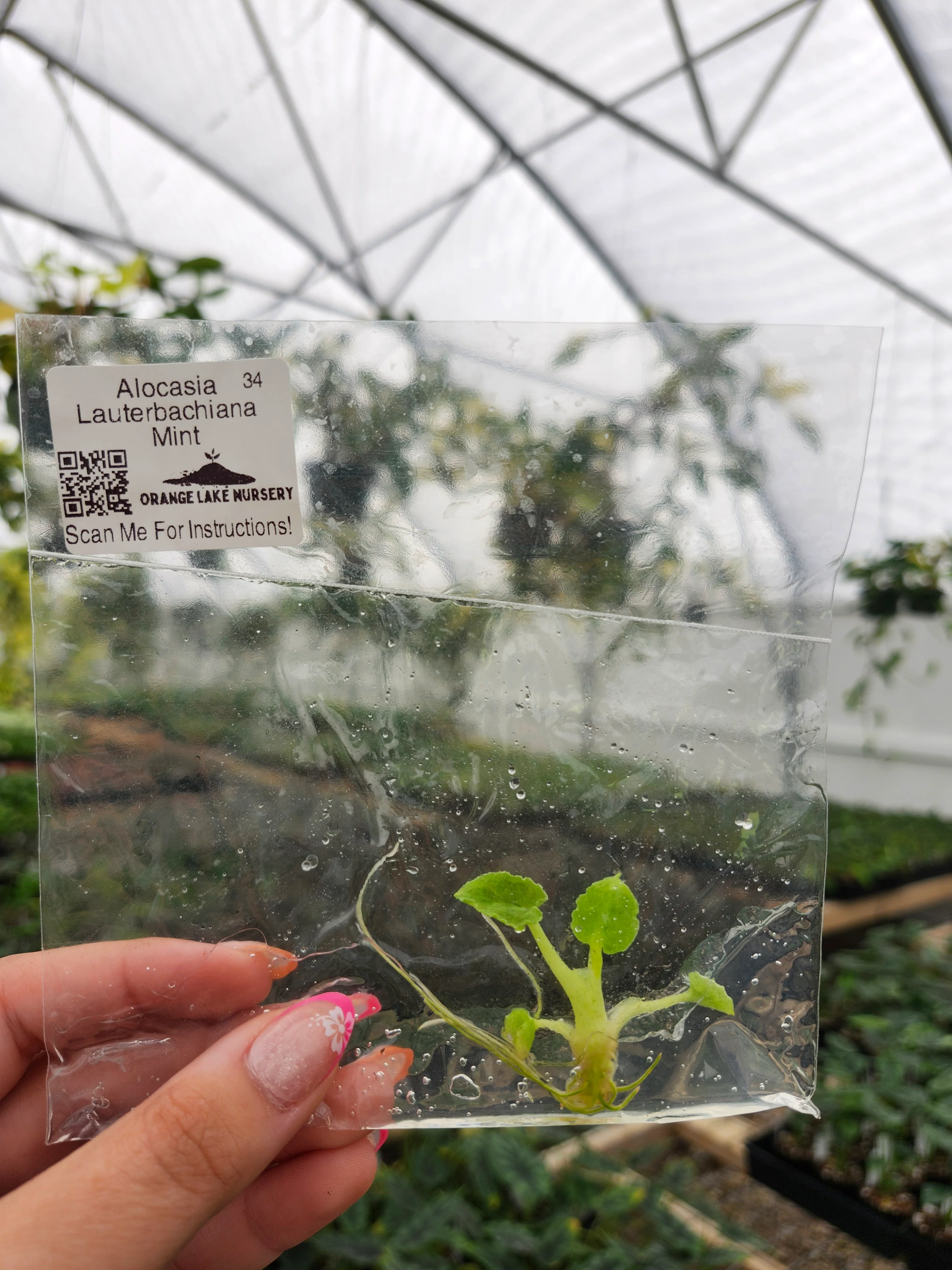Alocasia Lauterbachiana Mint Tissue Culture