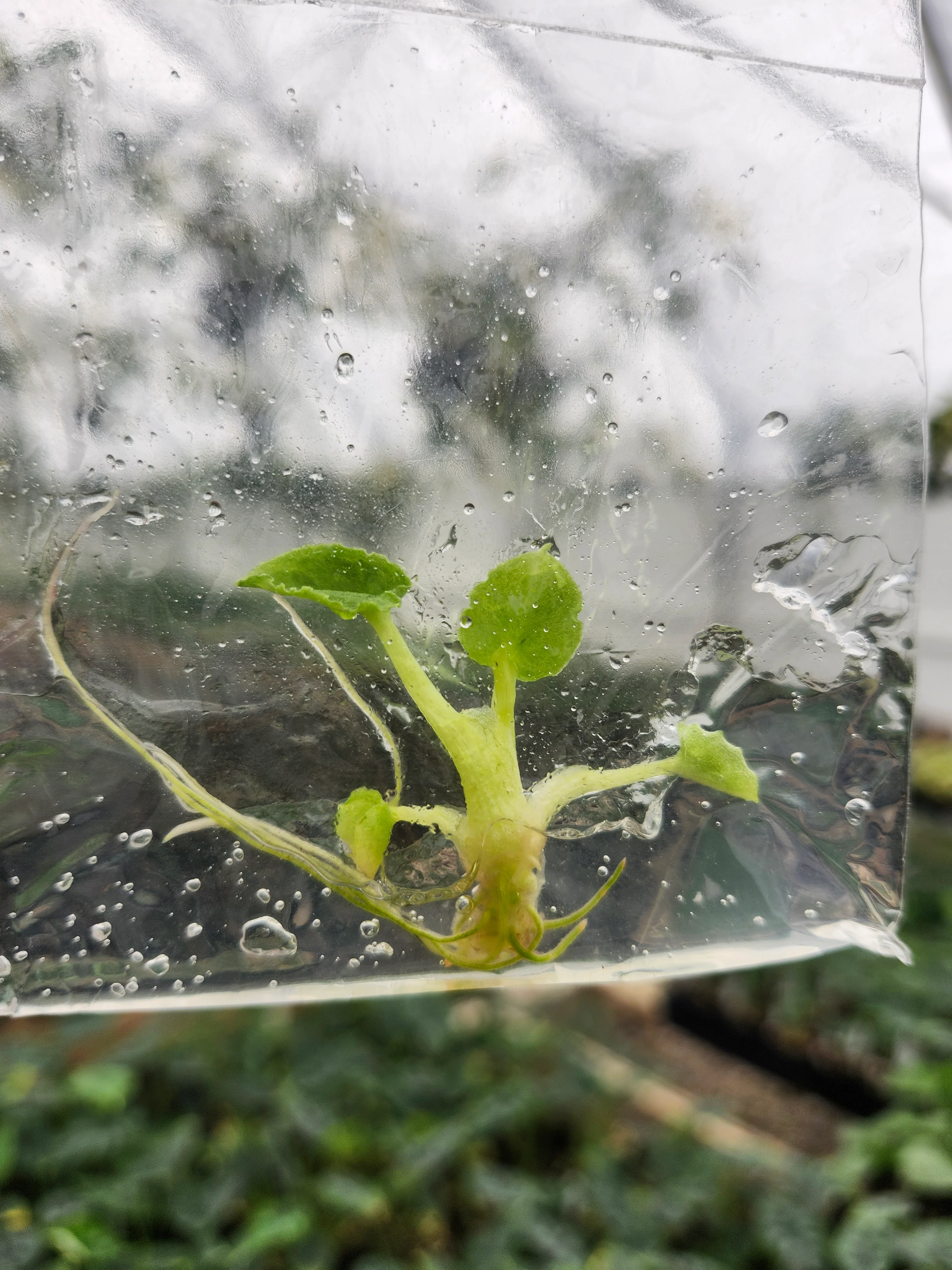 Alocasia Lauterbachiana Mint Tissue Culture - Image 2