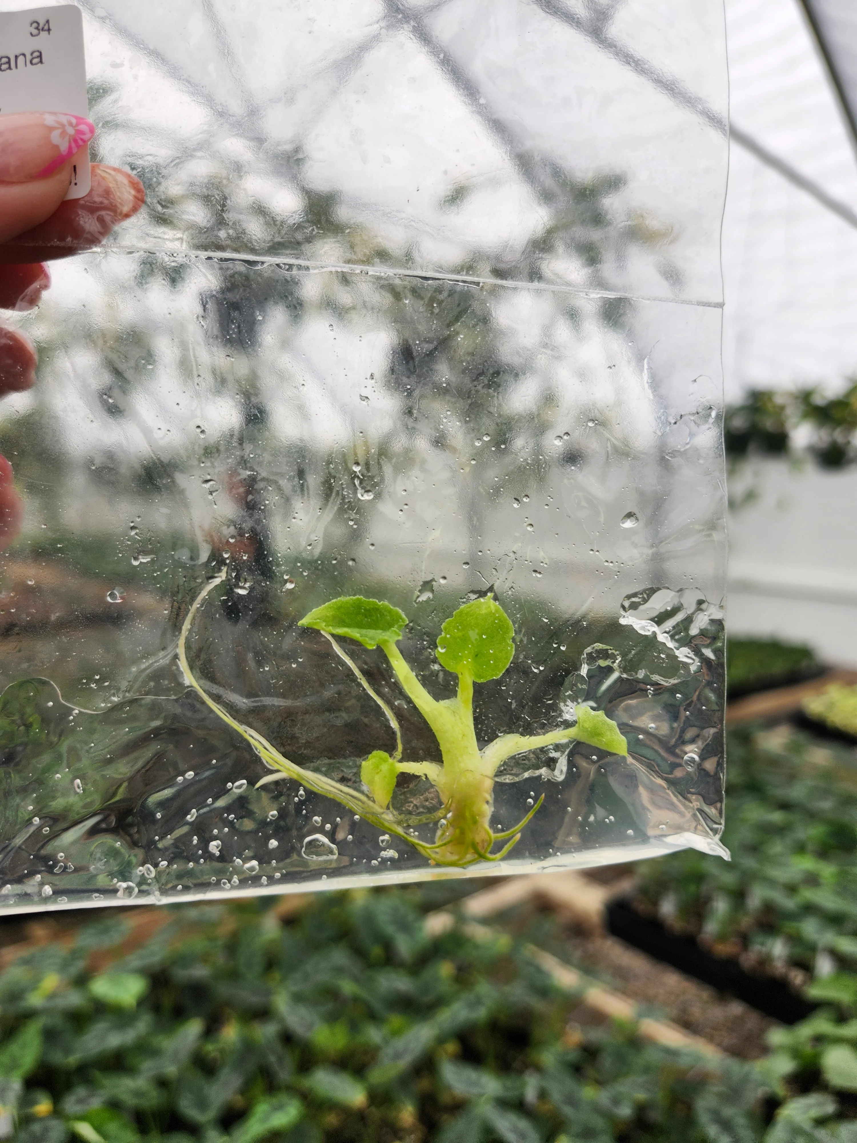 Alocasia Lauterbachiana Mint Tissue Culture - Image 3