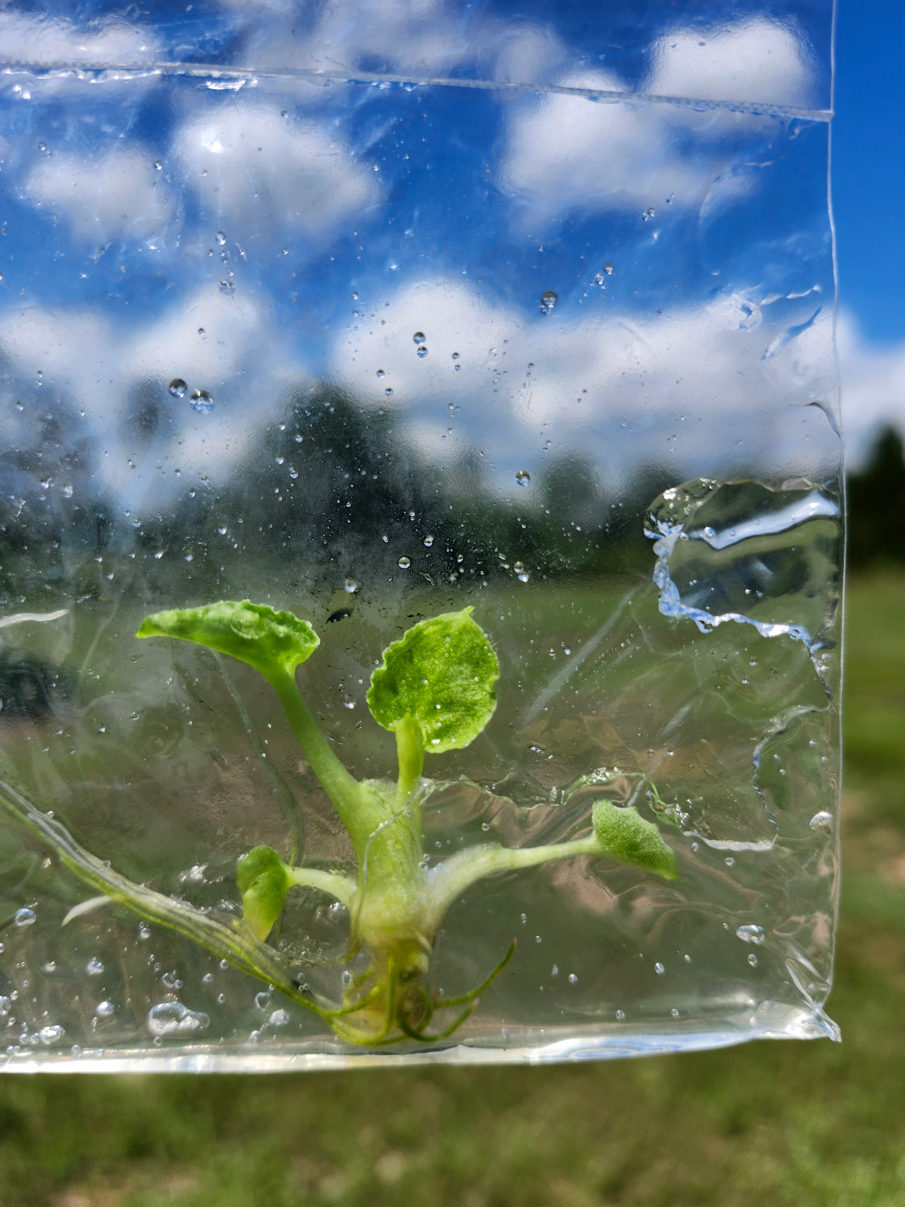 Alocasia Lauterbachiana Mint Tissue Culture - Image 4