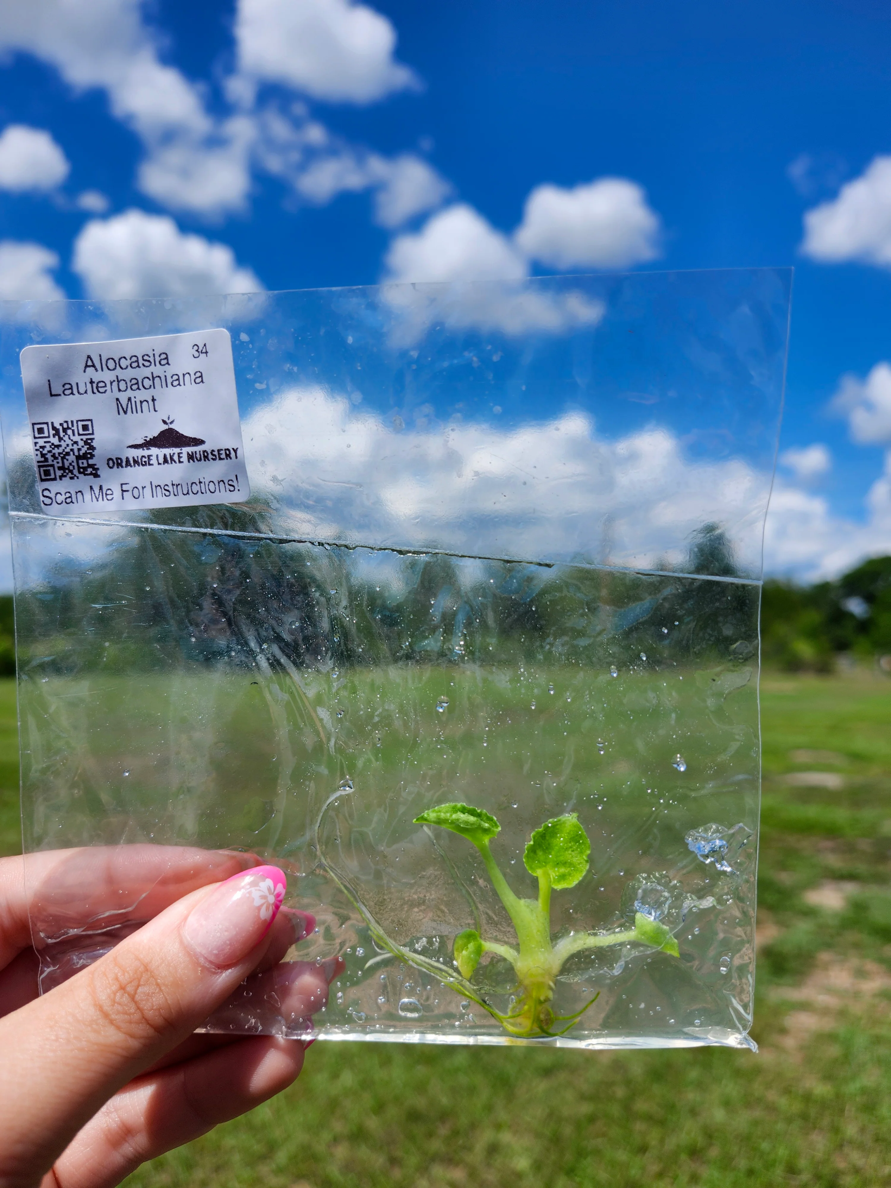 Alocasia Lauterbachiana Mint Tissue Culture - Image 5