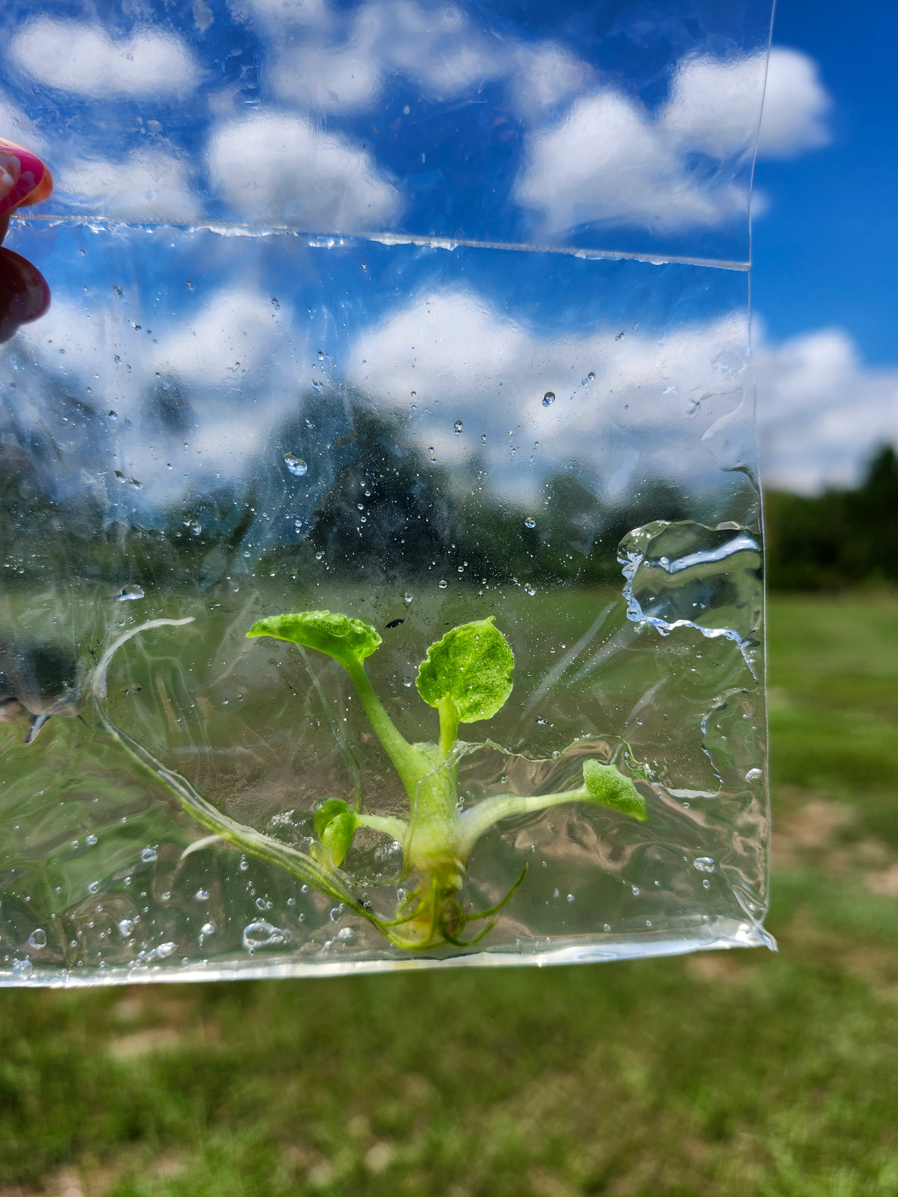 Alocasia Lauterbachiana Mint Tissue Culture - Image 6