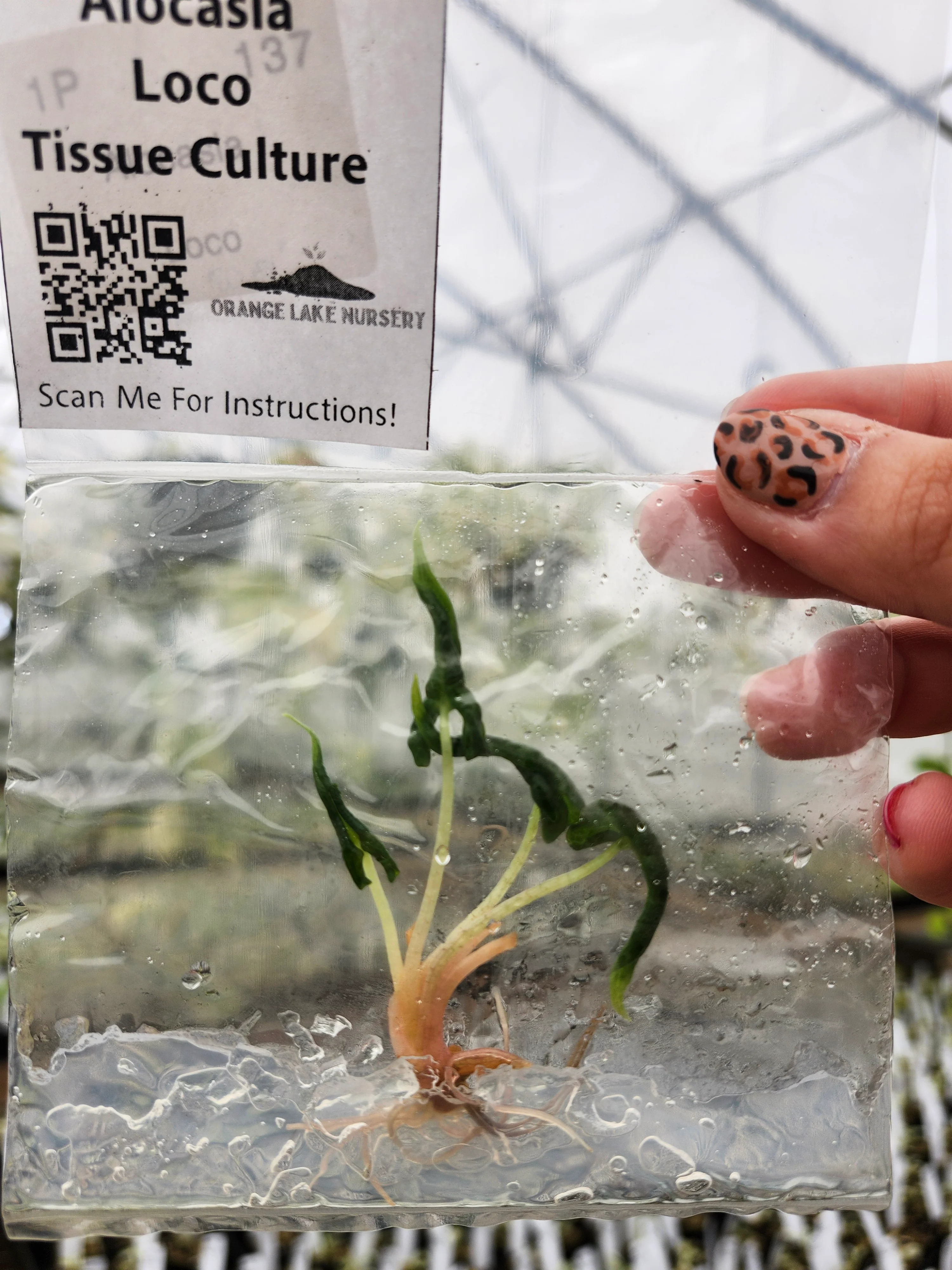 Alocasia Loco Tissue Culture