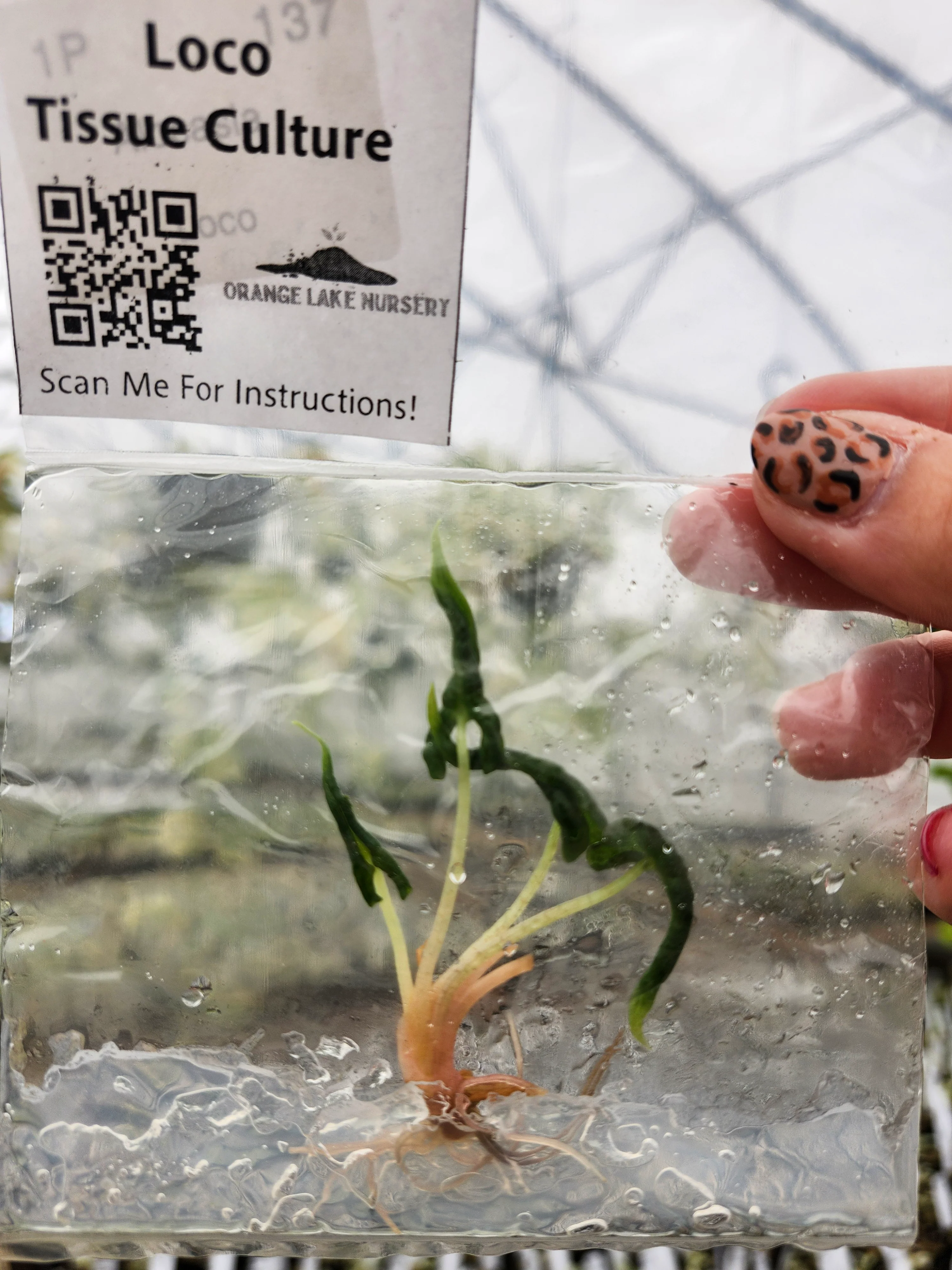 Alocasia Loco Tissue Culture - Image 3