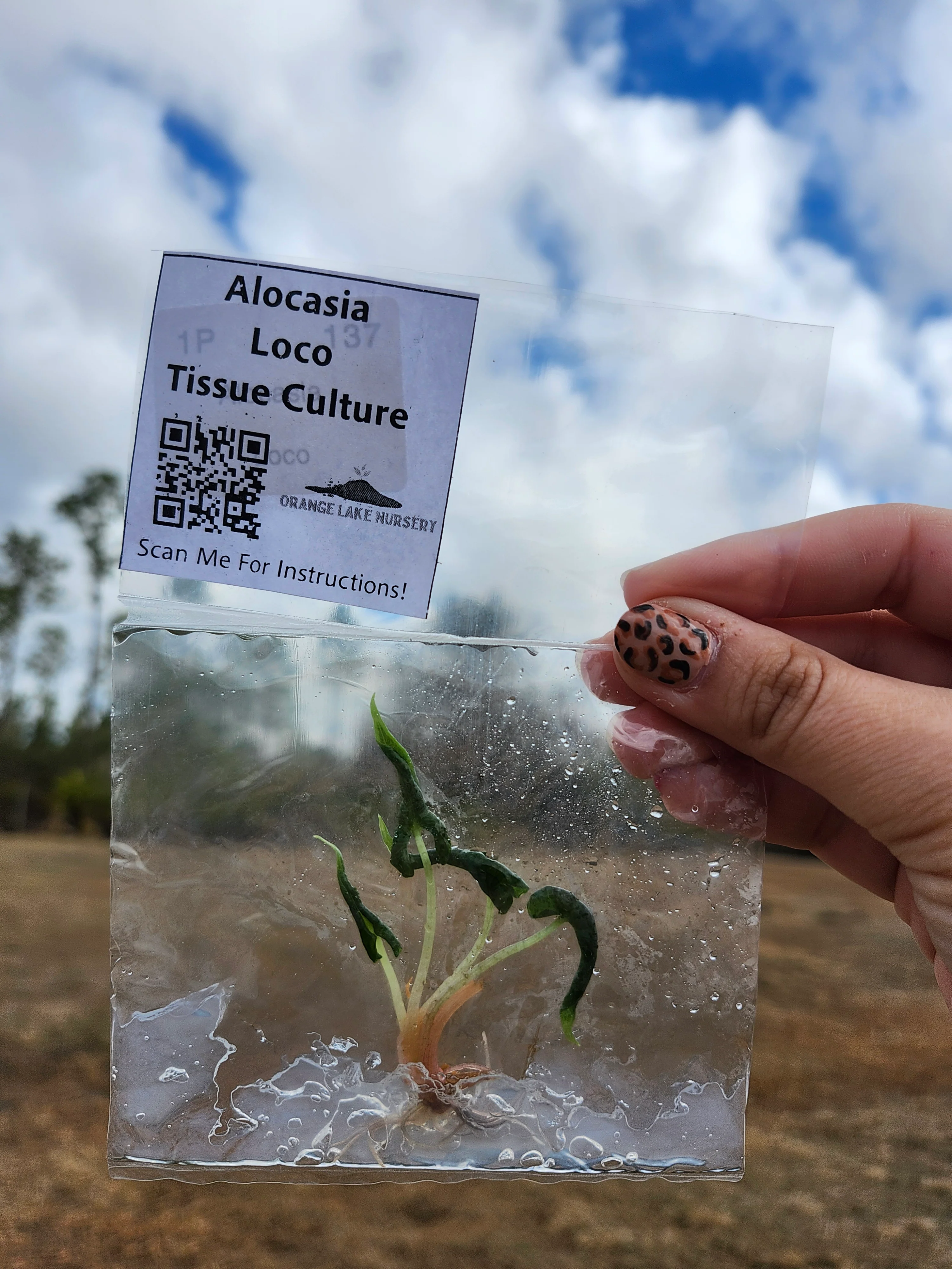 Alocasia Loco Tissue Culture - Image 6