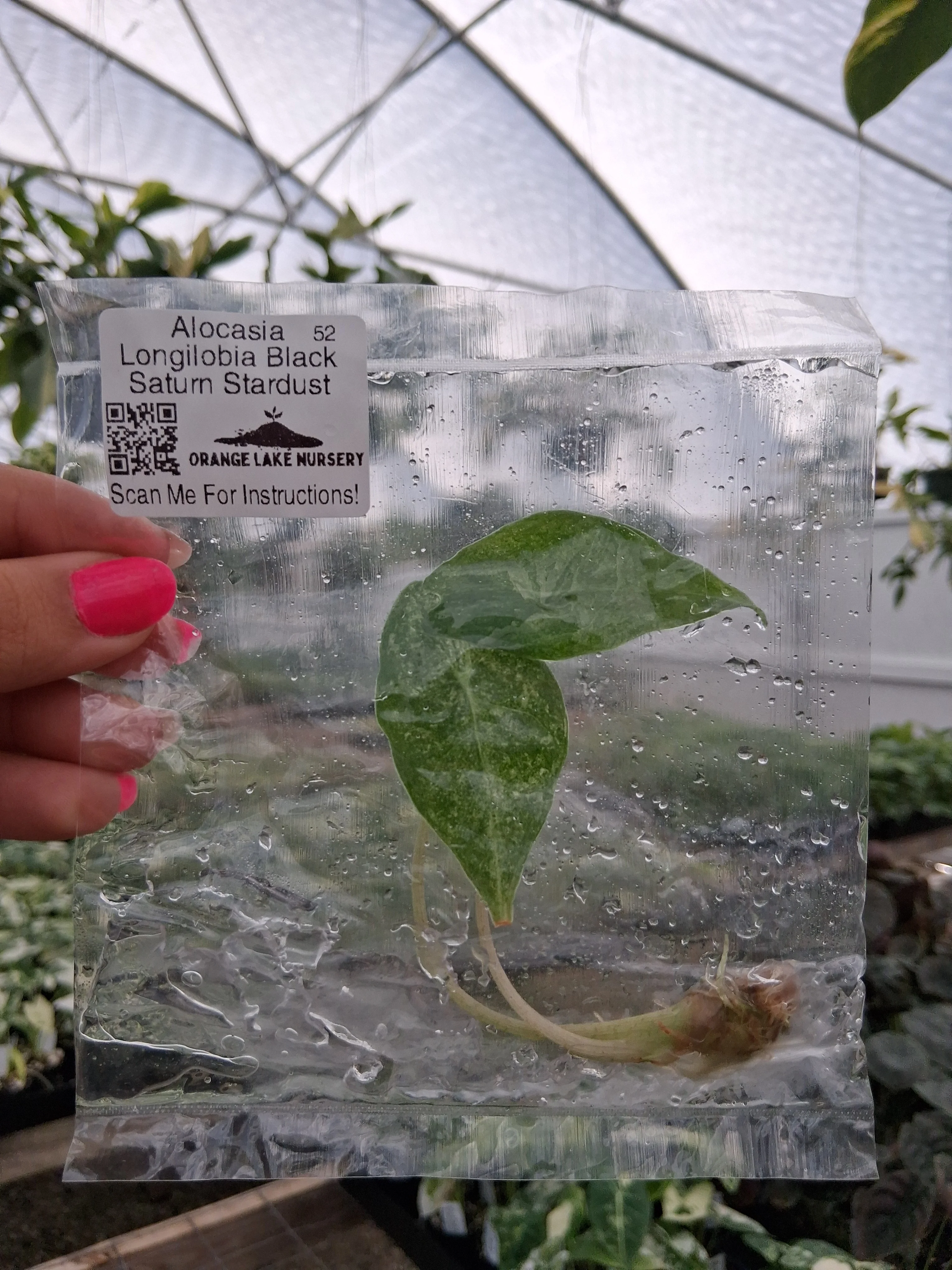Alocasia Longilobia Black Saturn Stardust Tissue Culture