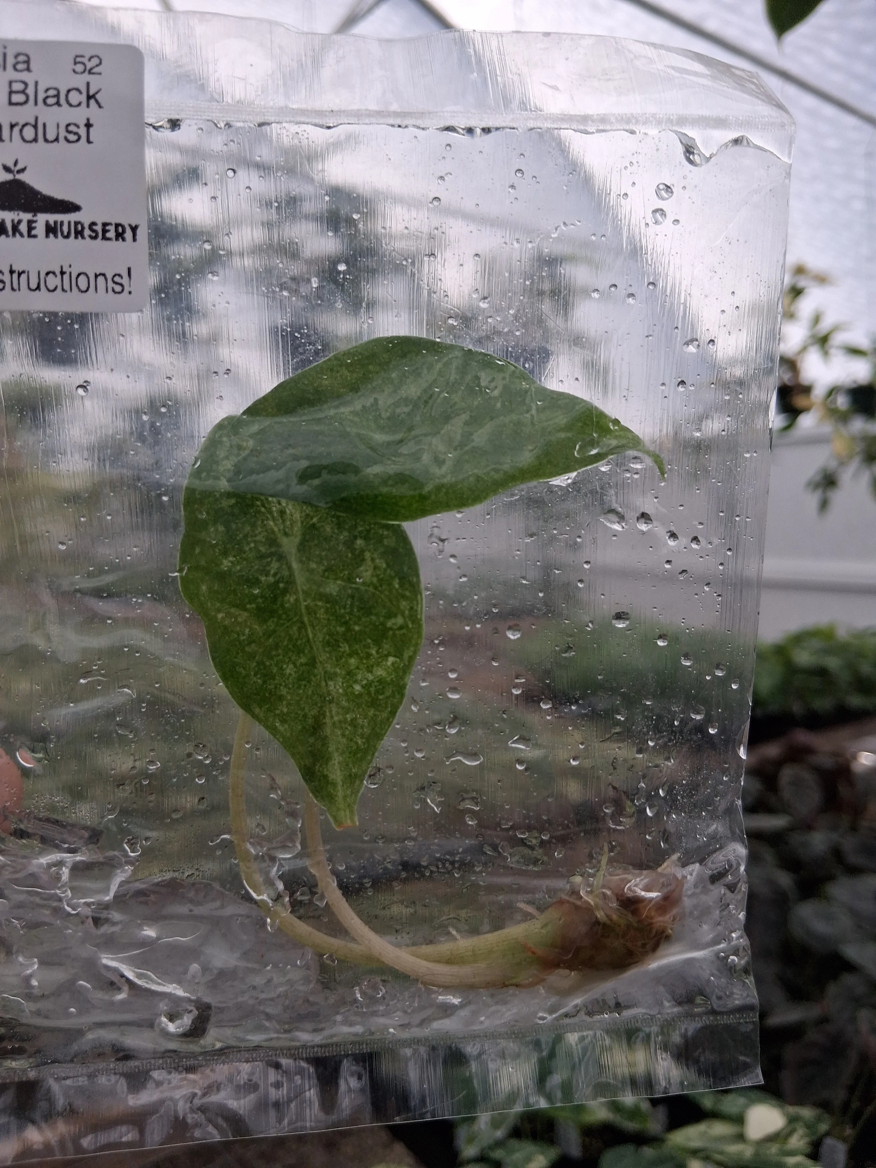 Alocasia Longilobia Black Saturn Stardust Tissue Culture - Image 2