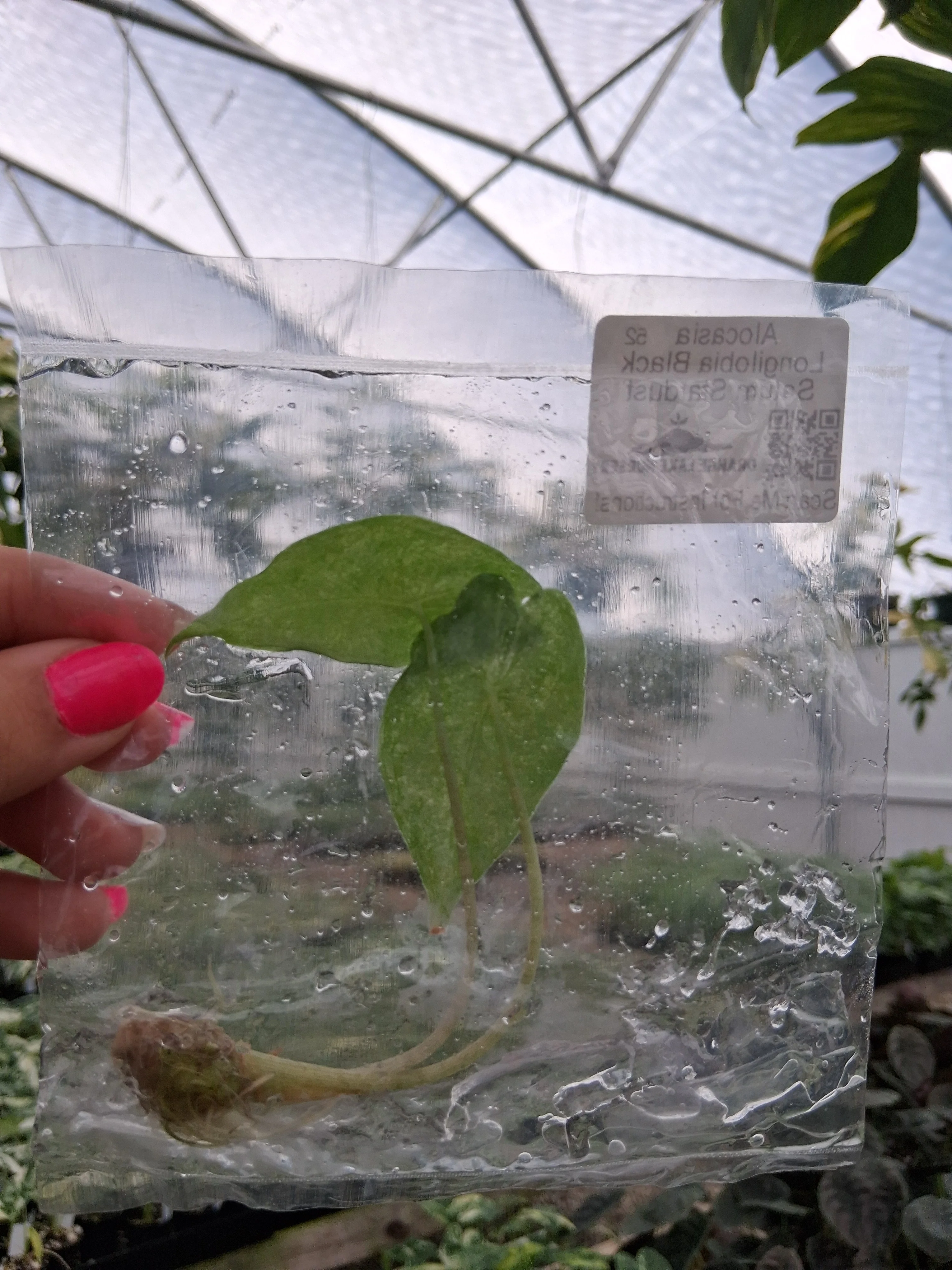 Alocasia Longilobia Black Saturn Stardust Tissue Culture - Image 3