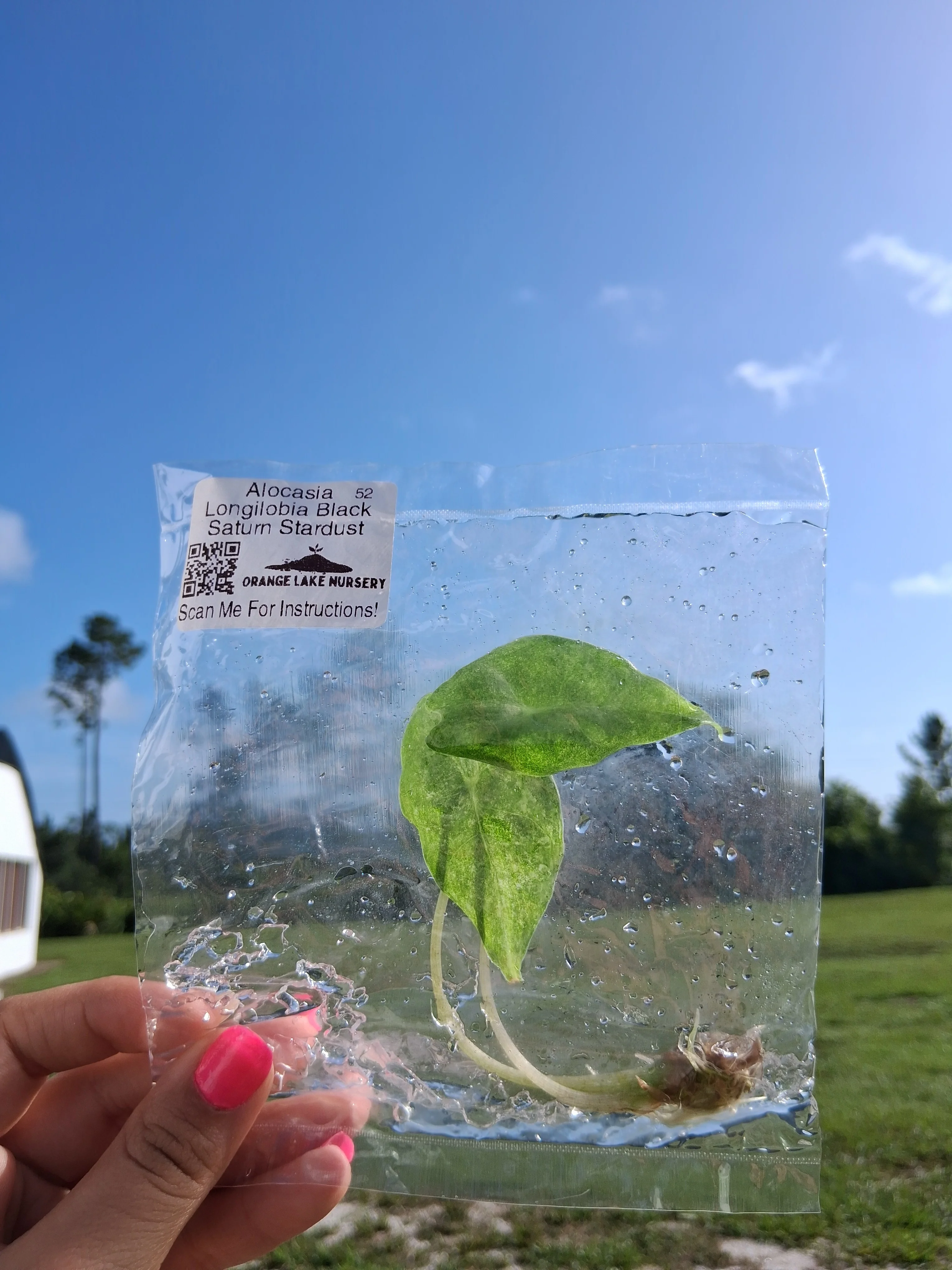 Alocasia Longilobia Black Saturn Stardust Tissue Culture - Image 4