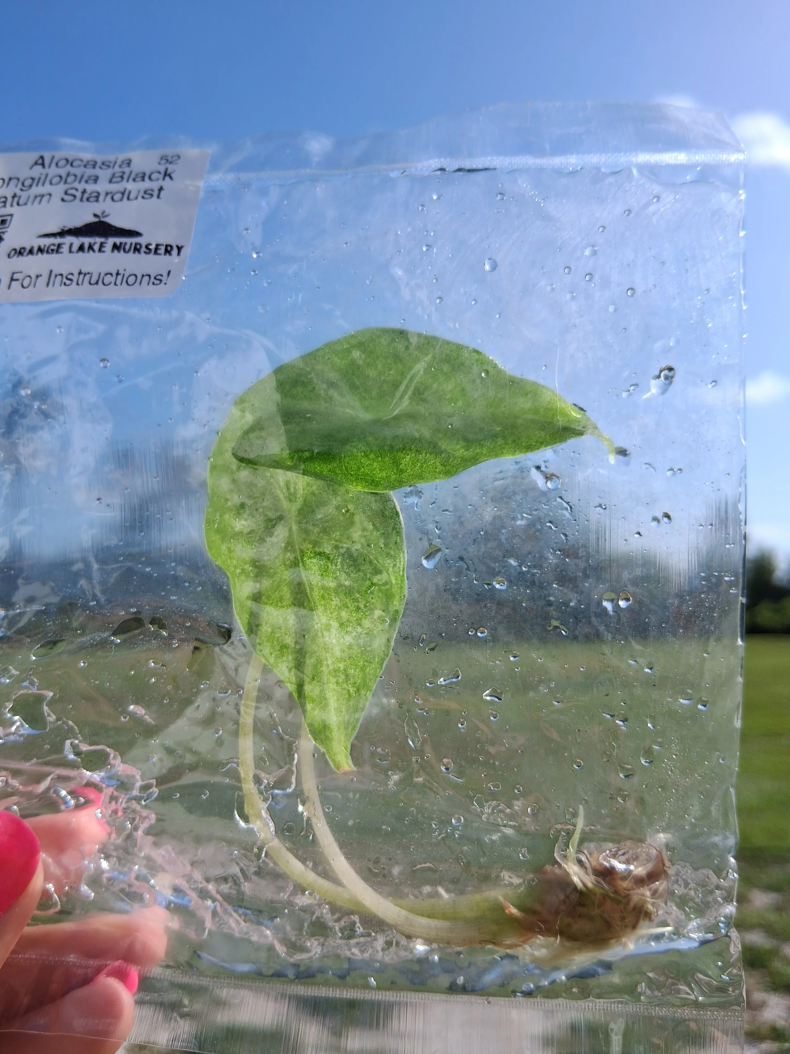 Alocasia Longilobia Black Saturn Stardust Tissue Culture - Image 5