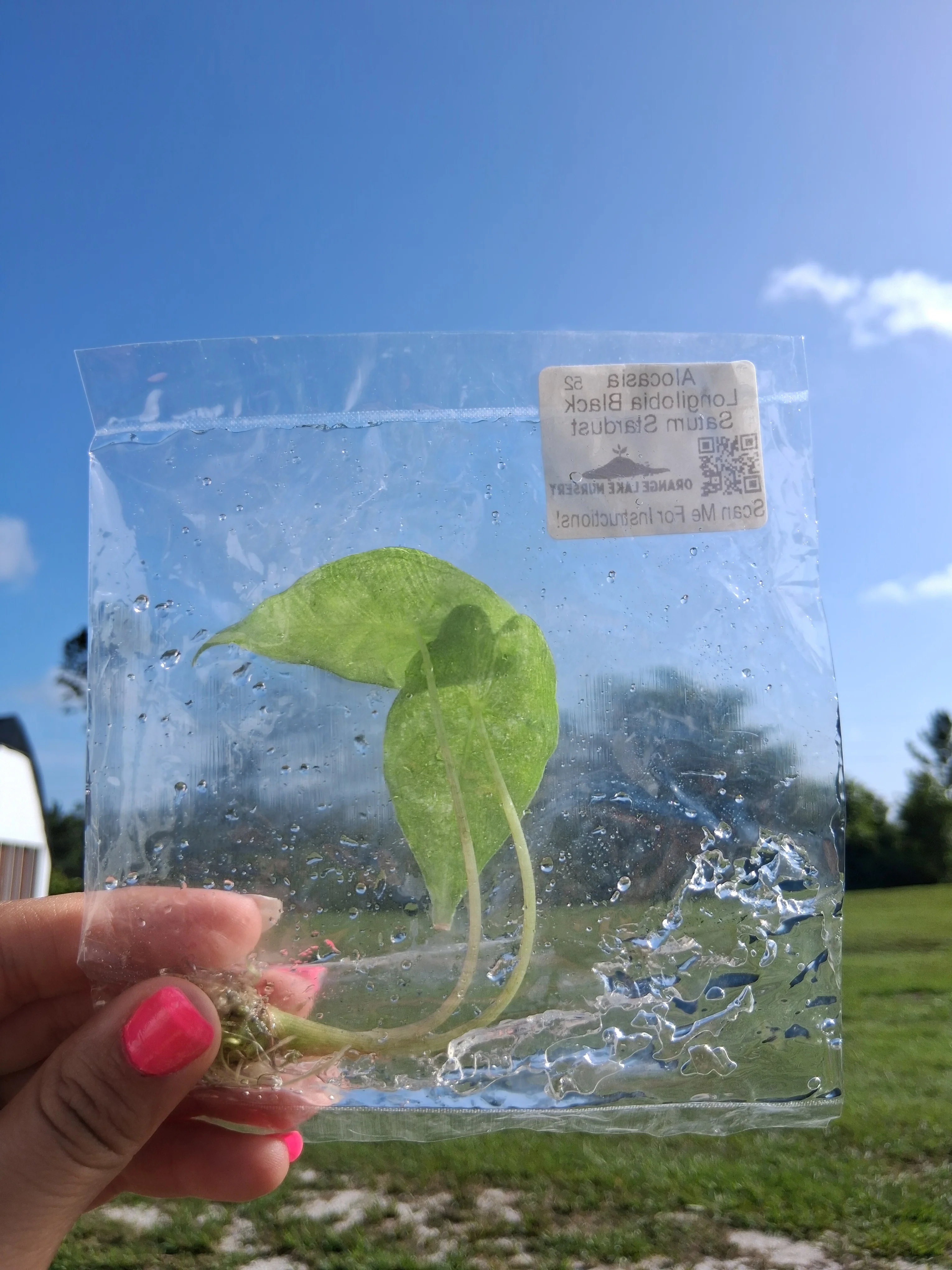 Alocasia Longilobia Black Saturn Stardust Tissue Culture - Image 6