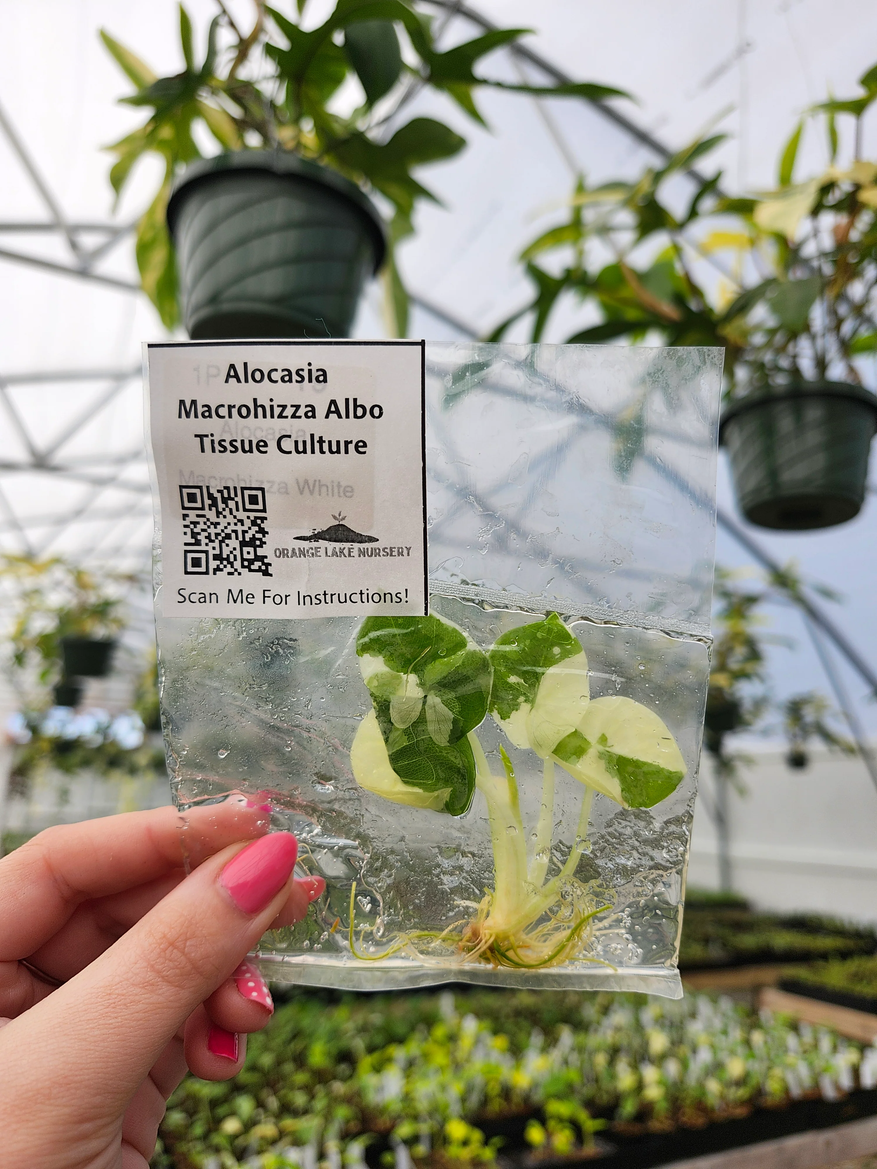 Alocasia Macrohizza Albo Tissue Culture - Image 3
