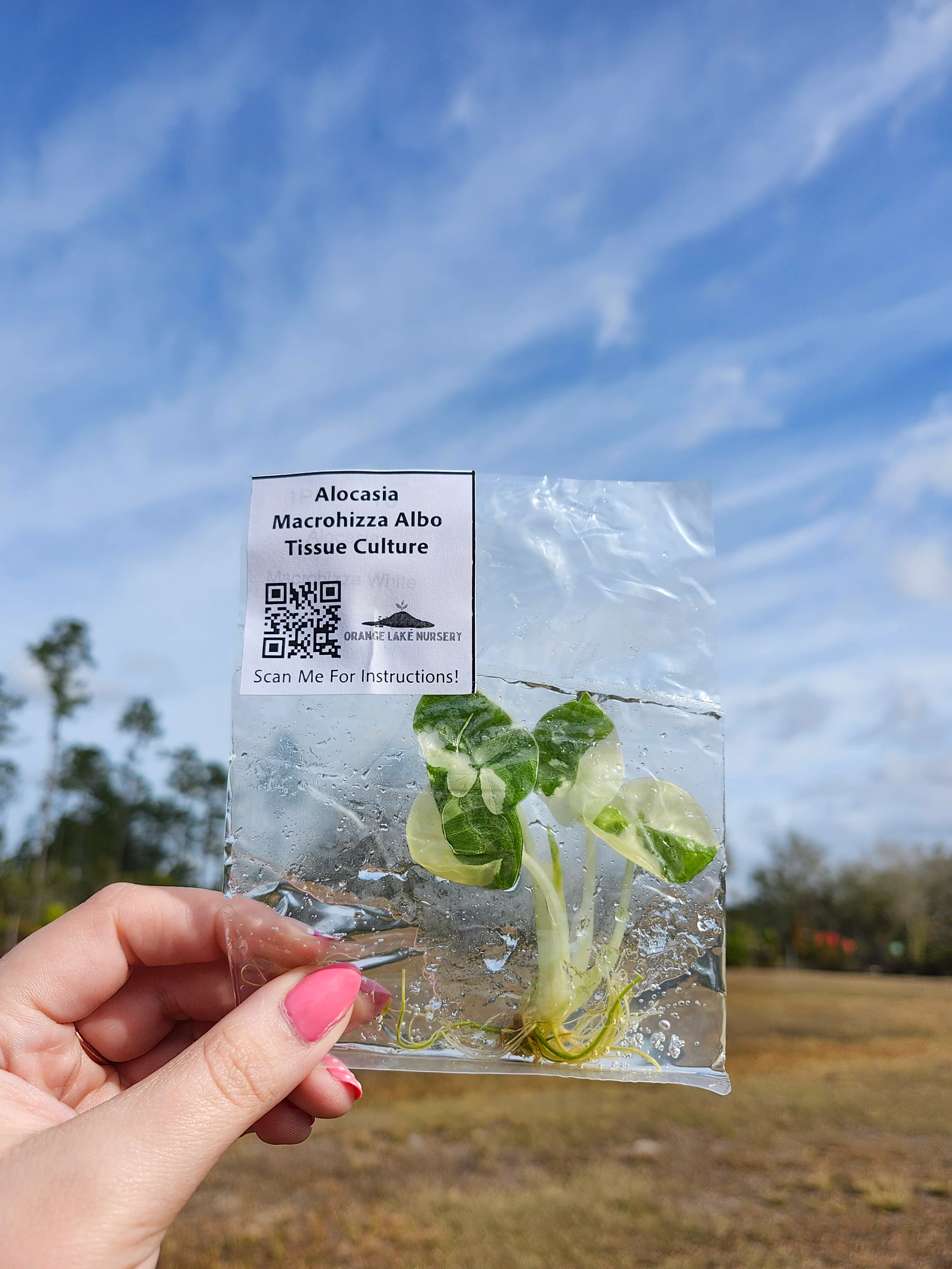 Alocasia Macrohizza Albo Tissue Culture - Image 4