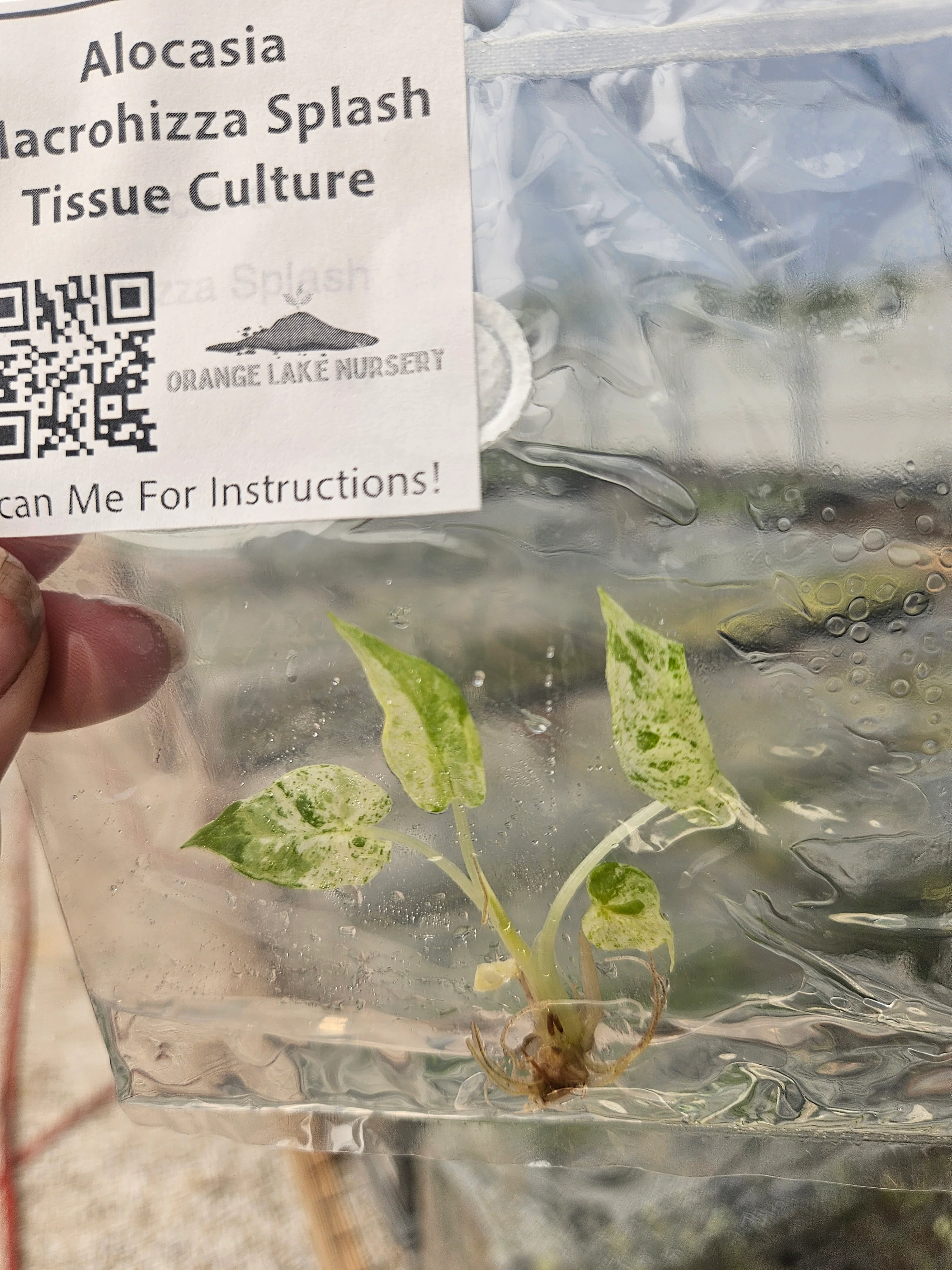 Alocasia Macrorrhiza Splash Tissue Culture