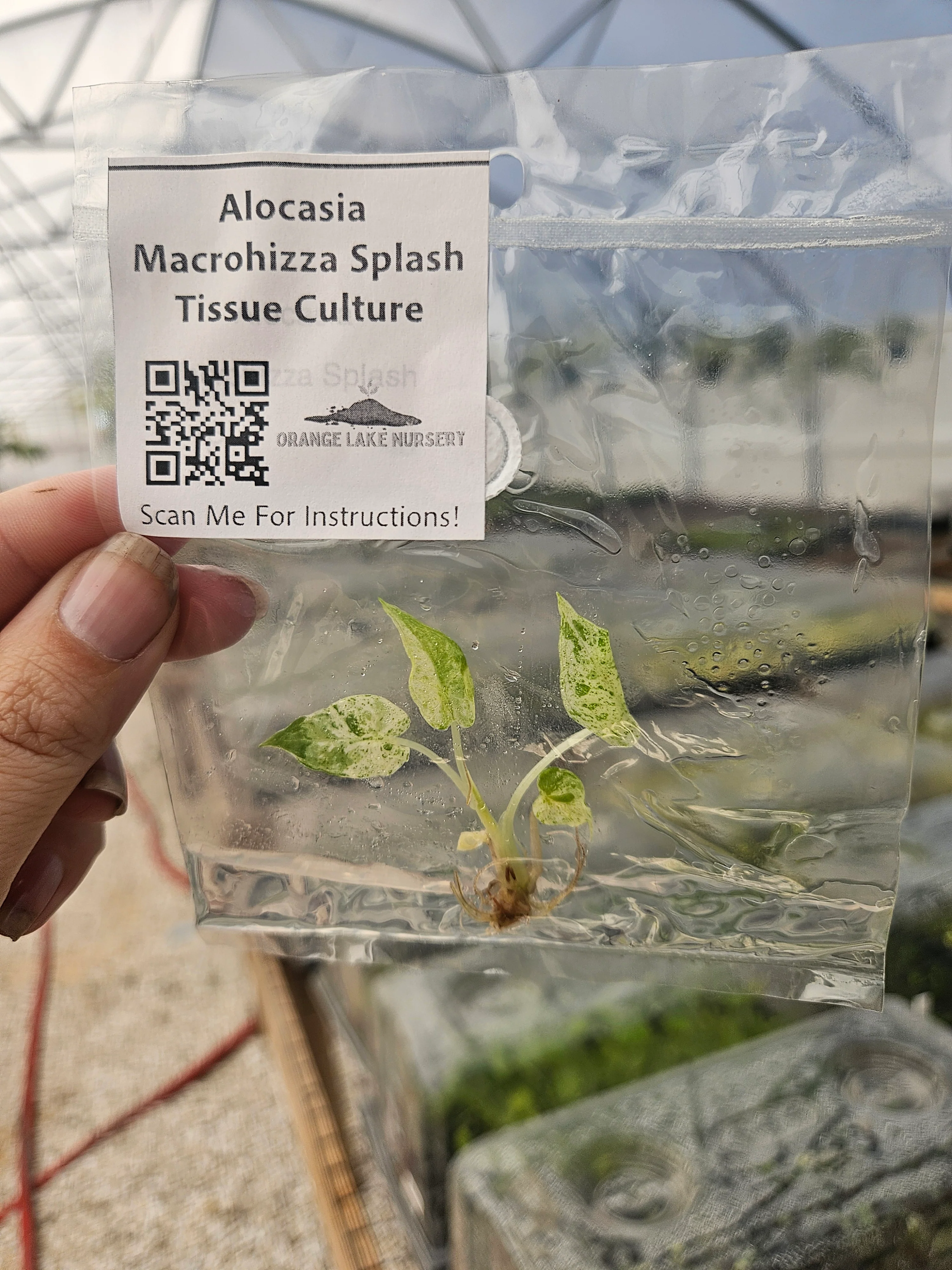 Alocasia Macrorrhiza Splash Tissue Culture - Image 2