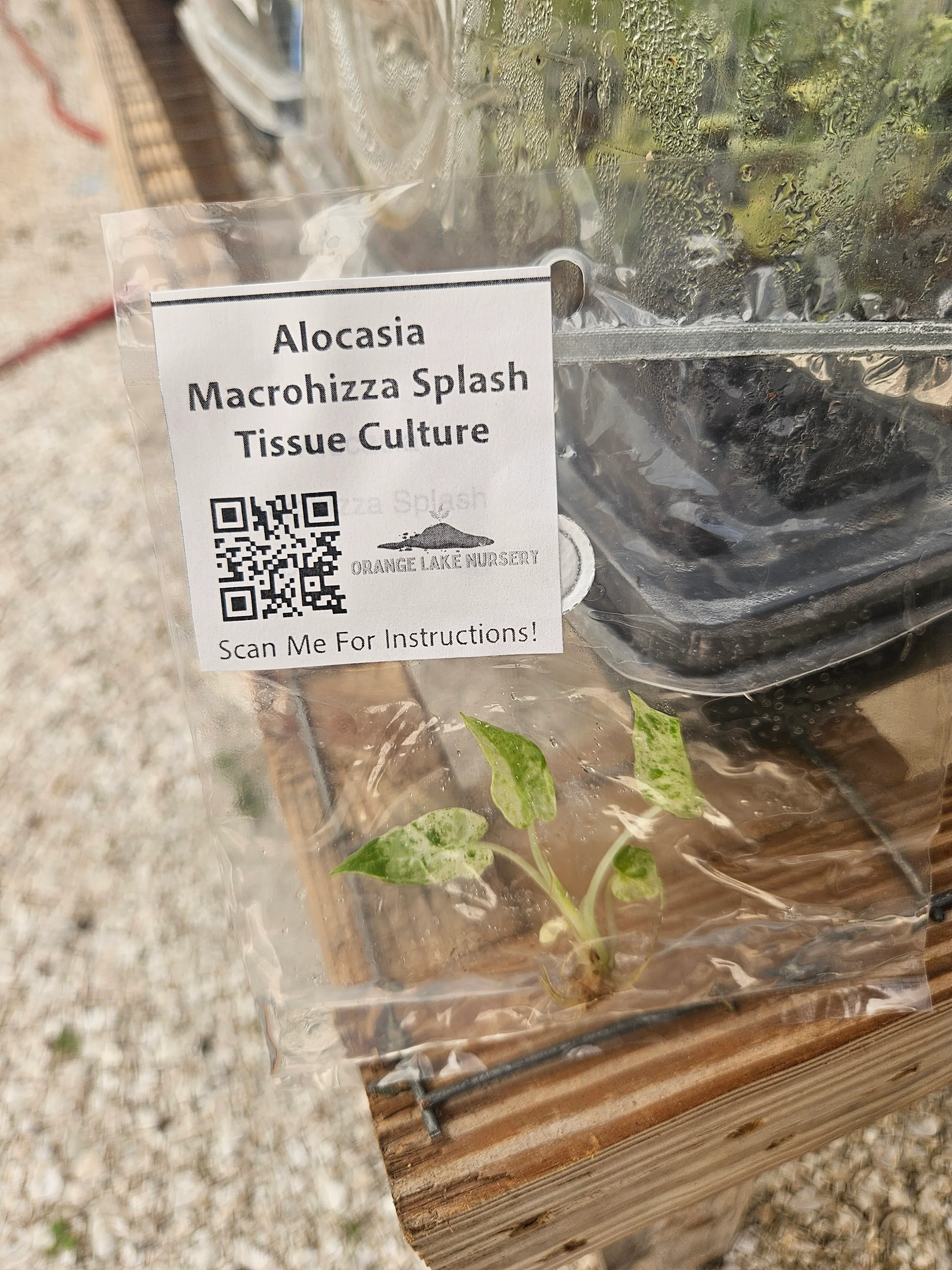 Alocasia Macrorrhiza Splash Tissue Culture - Image 3