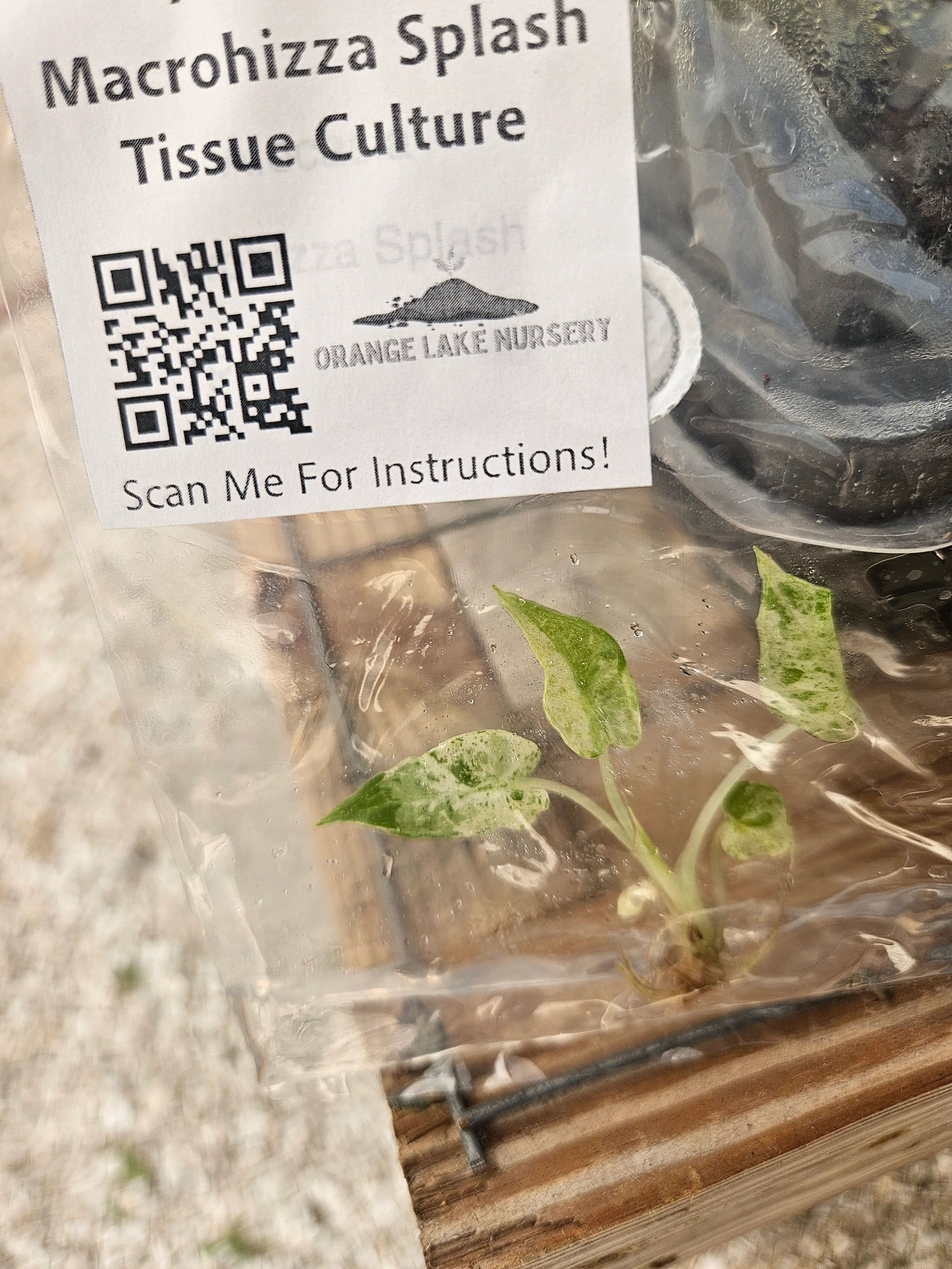 Alocasia Macrorrhiza Splash Tissue Culture - Image 4