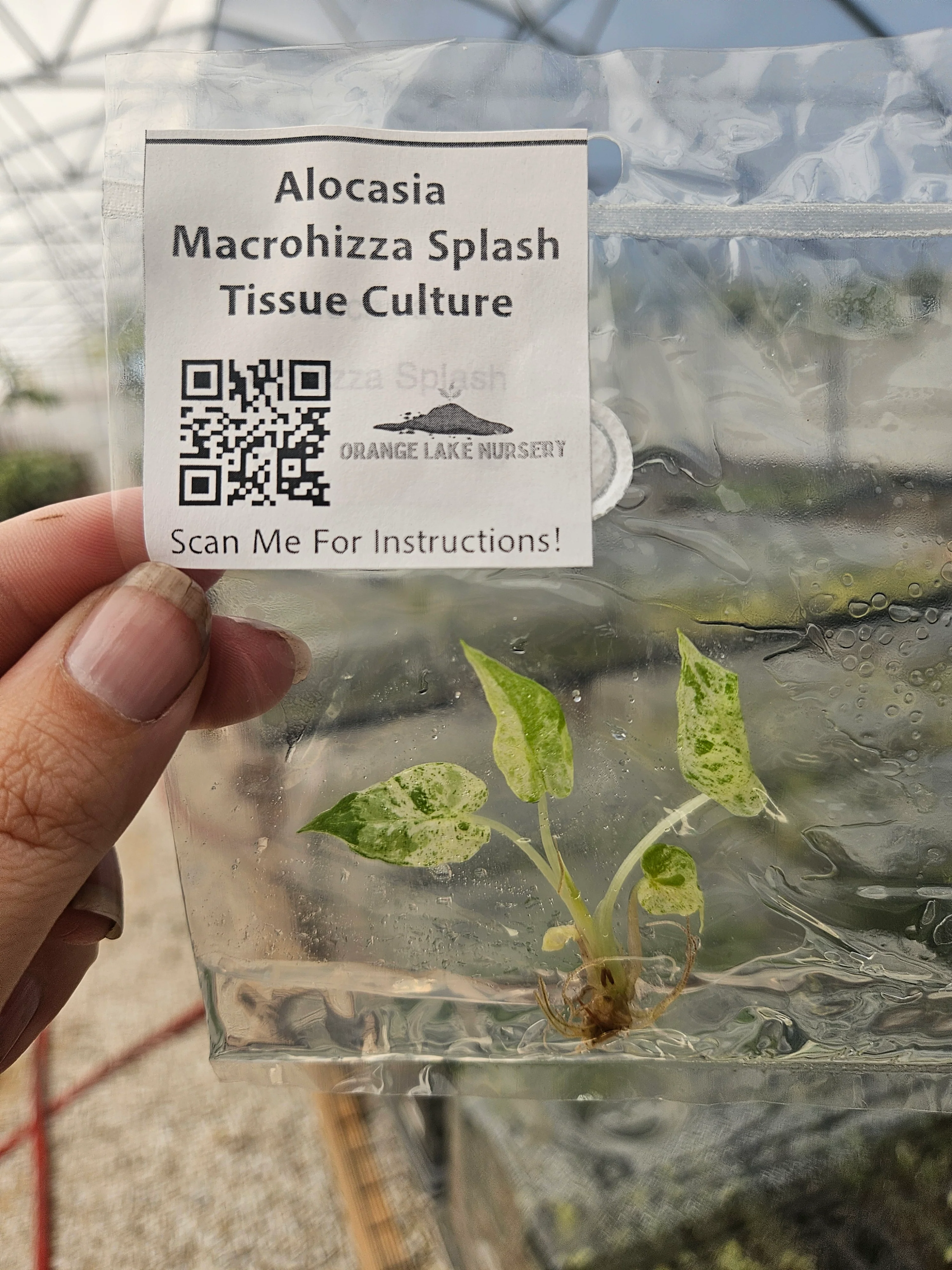 Alocasia Macrorrhiza Splash Tissue Culture - Image 5