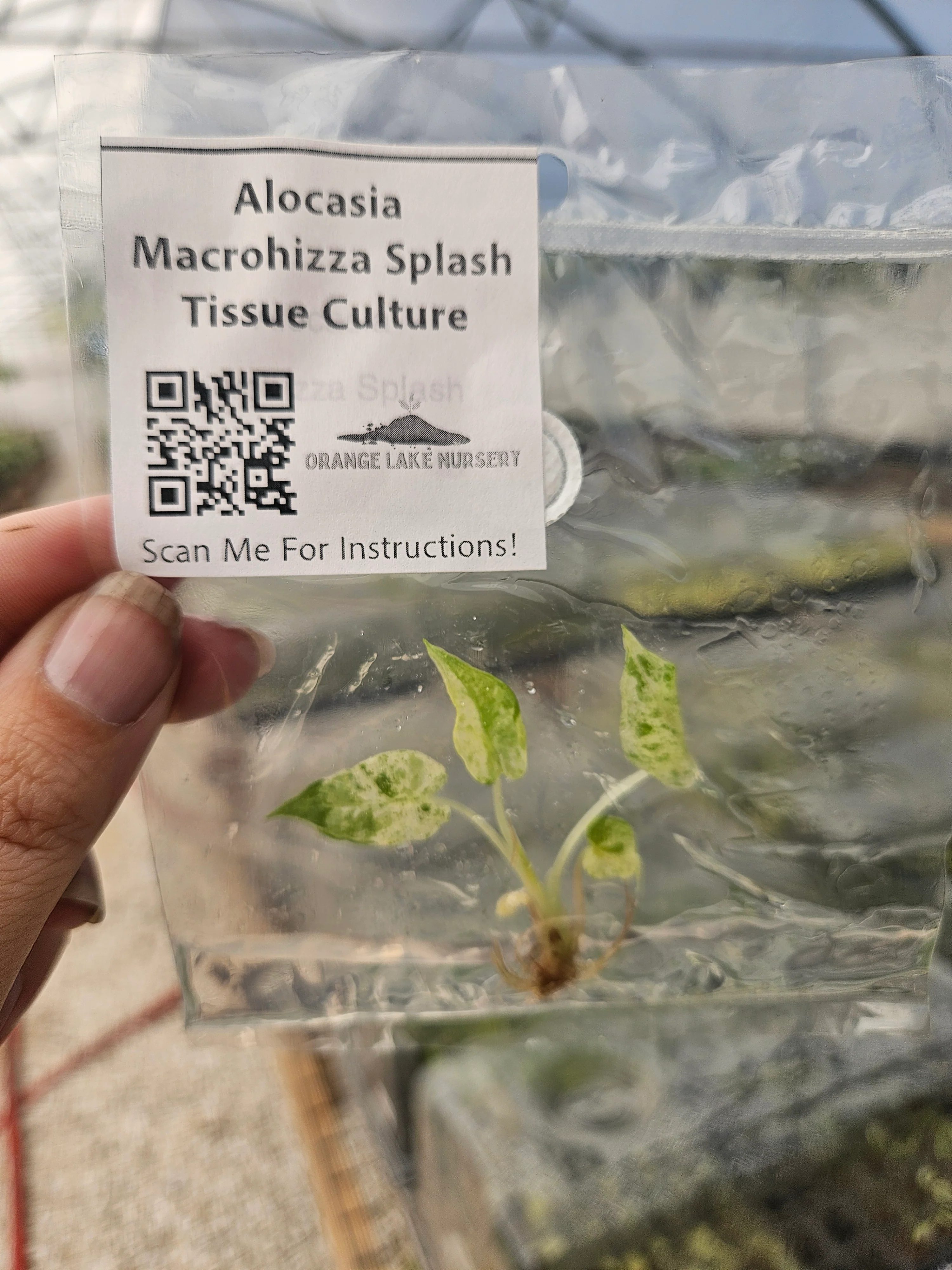 Alocasia Macrorrhiza Splash Tissue Culture - Image 6