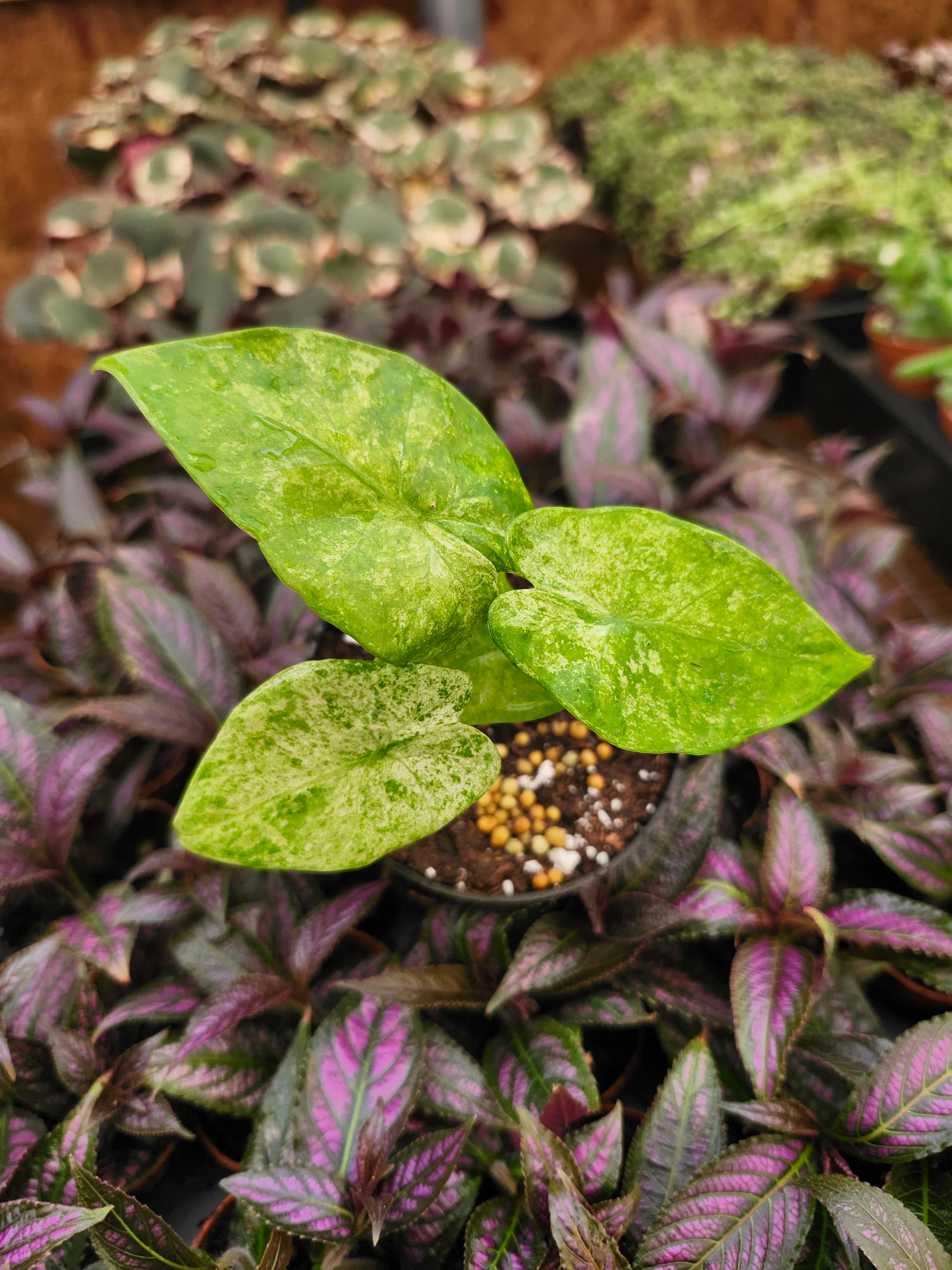 Alocasia Macrorrhizo Camouflage - Image 2