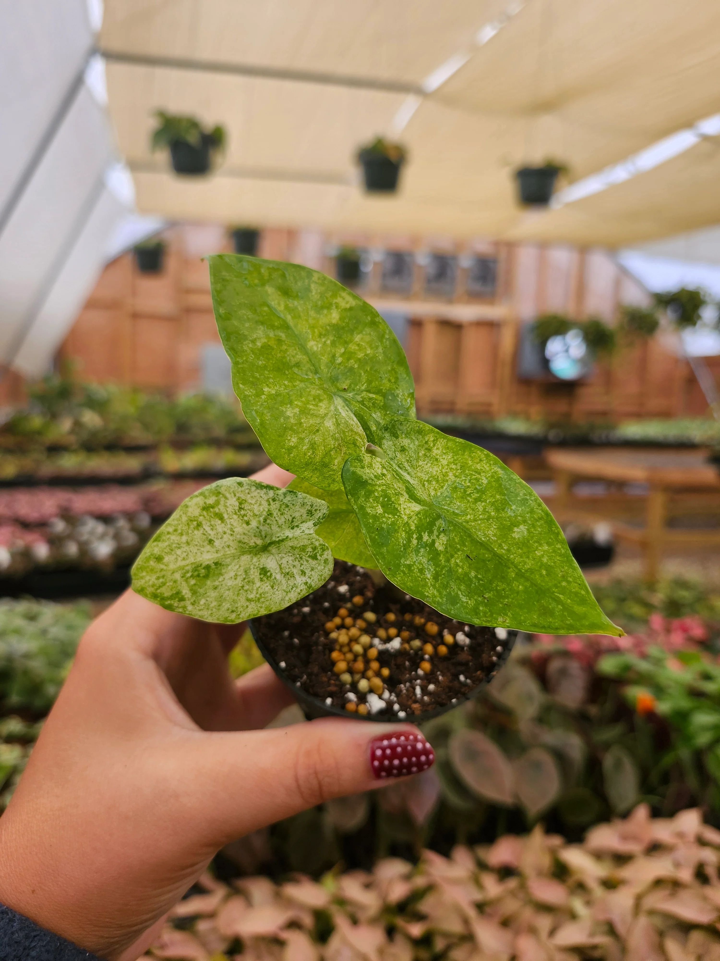Alocasia Macrorrhizo Camouflage - Image 3
