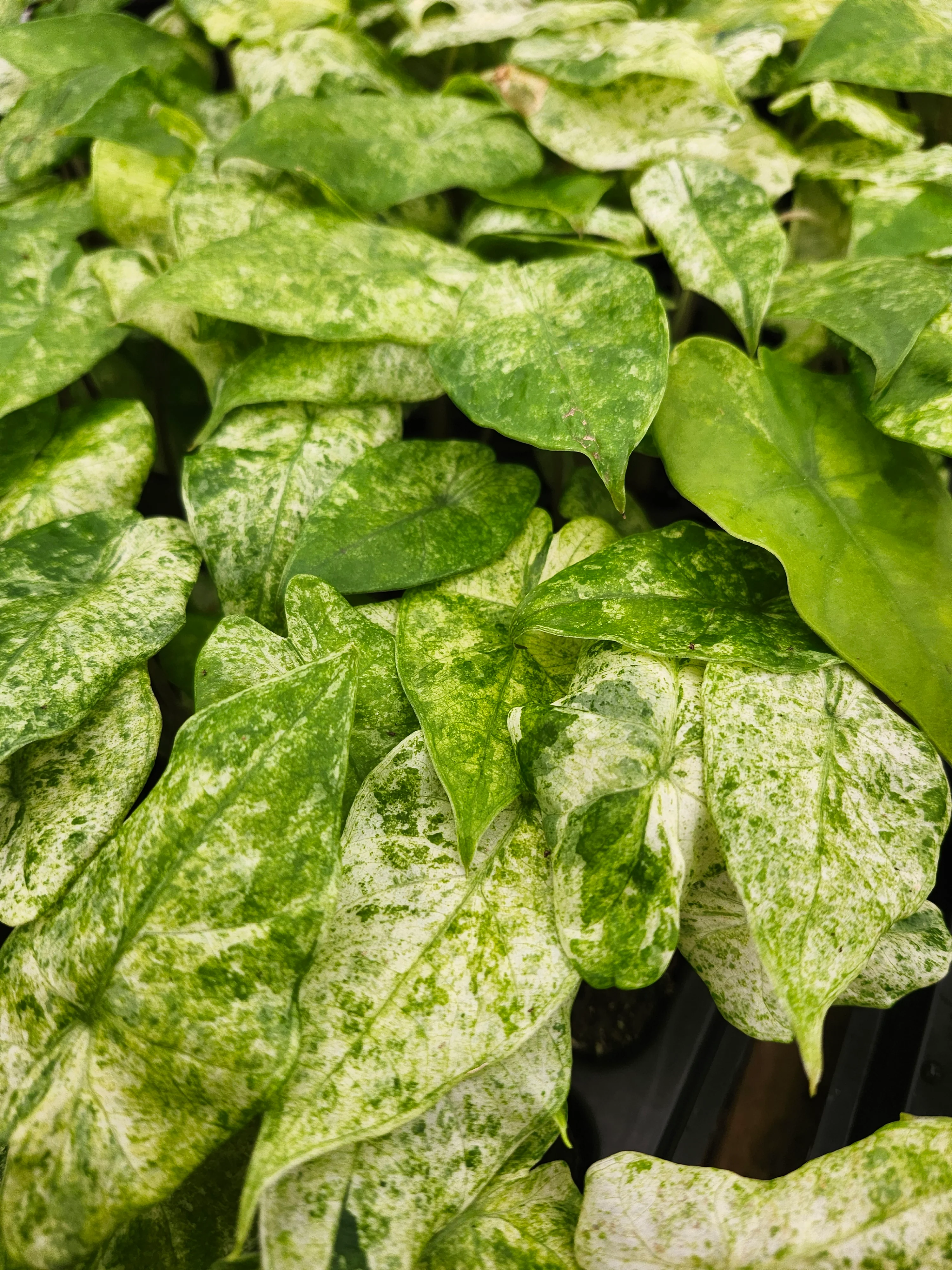 Alocasia Macrorrhizo Camouflage - Image 6